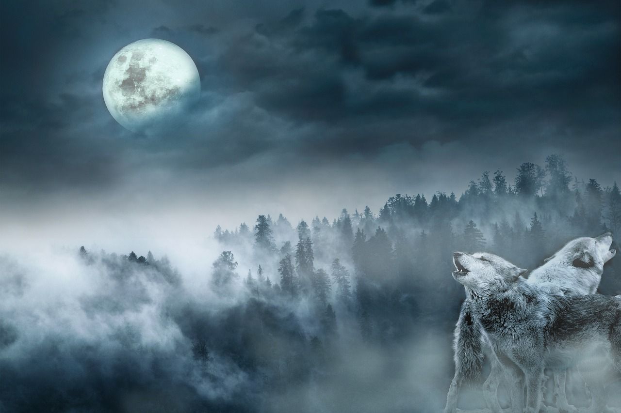1280x853 Landscape Wolves Forest
