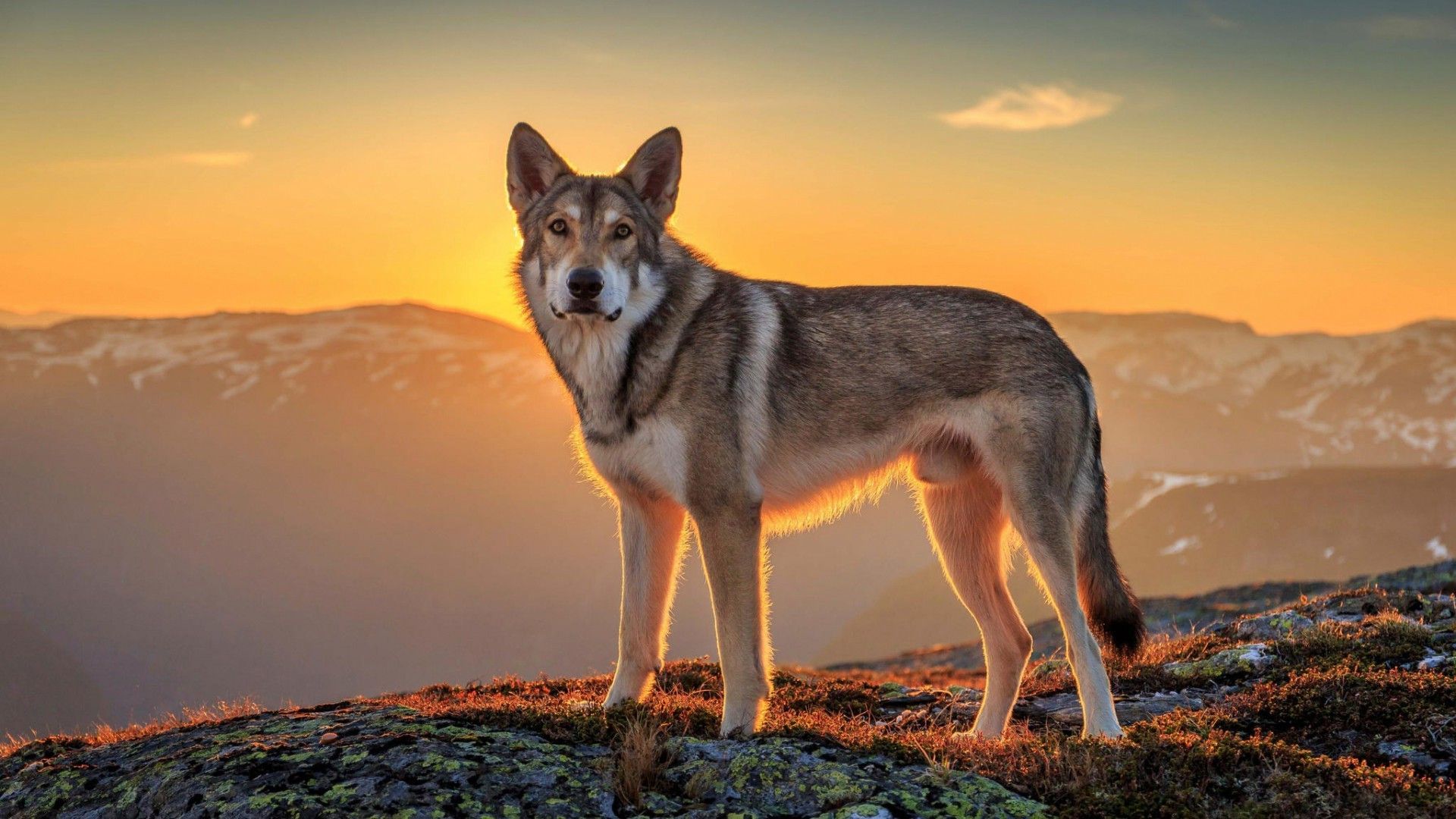1920x1080 landscape, Sunset, Animals, Mountain, Wolf Wallpaper HD / Desktop and Mobile Background