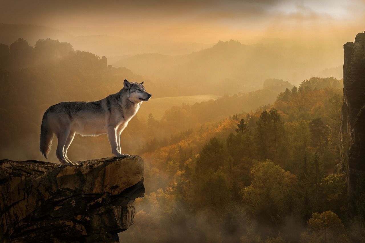 1280x853 Free Wolf Sunset & Wolf Image