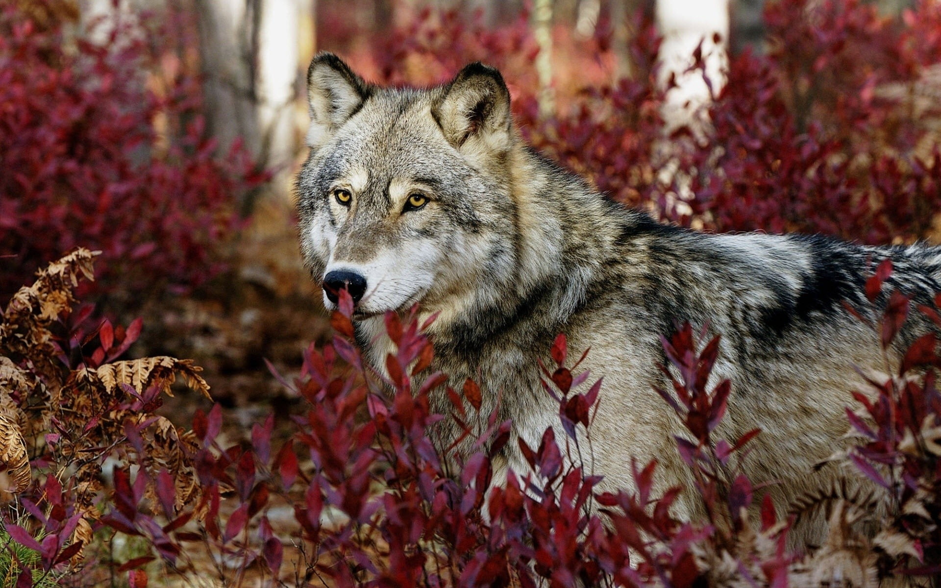1920x1200 Gray and black wolf on red grass, wolf, forest, landscape, animals HD wallpaper