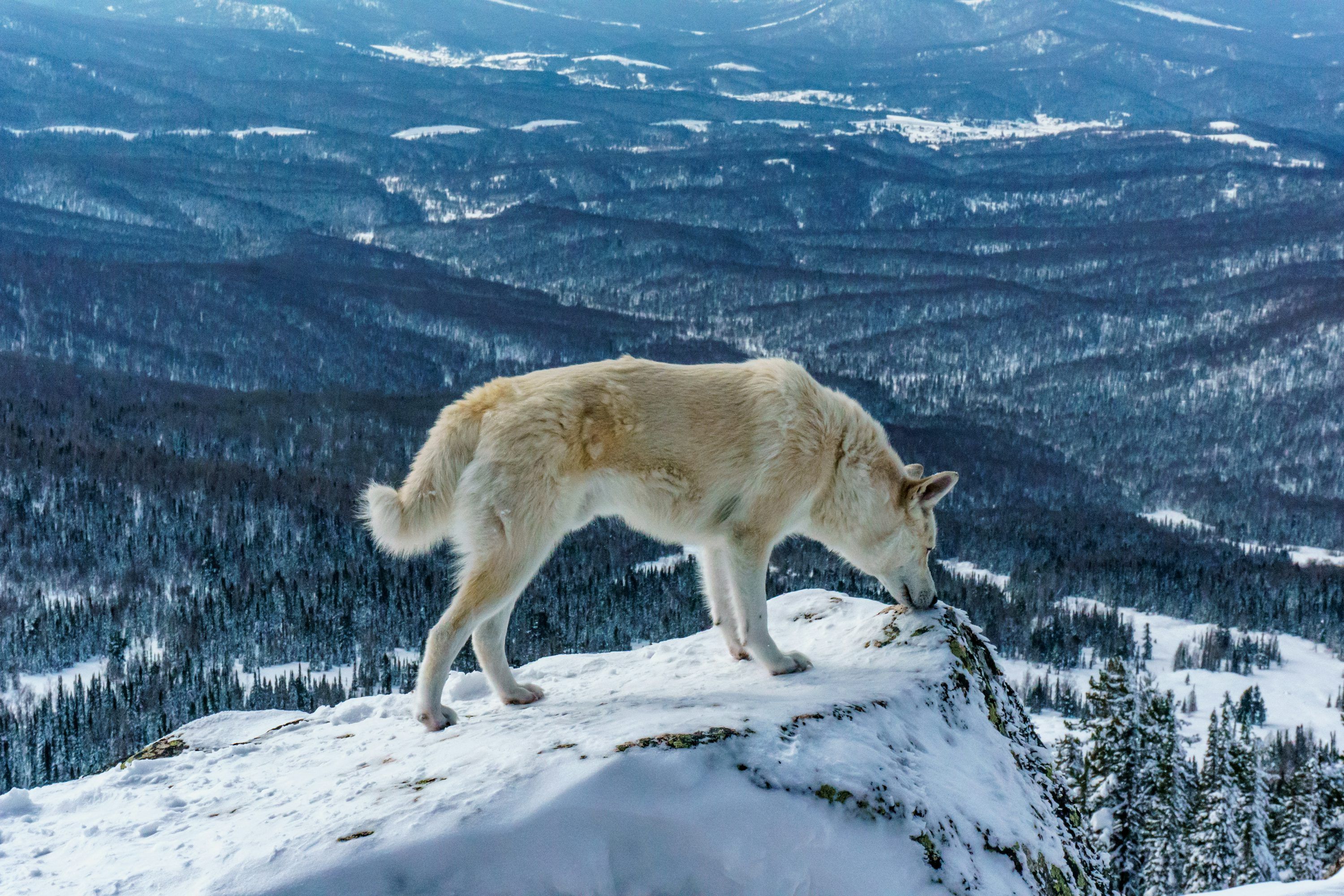 3000x2000 White wolf on snow covered ground during daytime