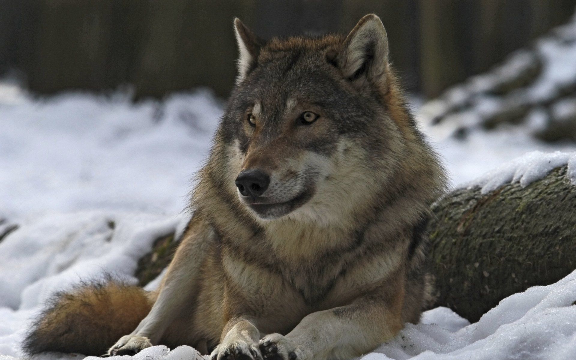 1920x1200 Majestic Gray Wolf in Snow Ultra HD Wallpaperx2400