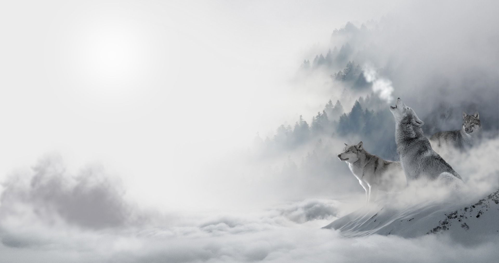 1920x1012 Wolf Upon a Picture