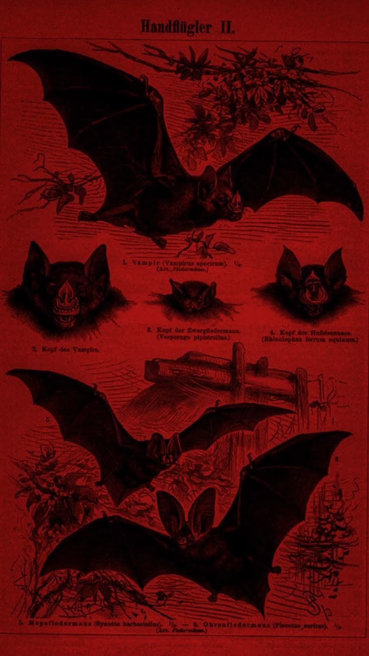 736x1308 Gothic Book with Bats and Skulls. Vintage bat wallpaper, Dark academia bat wallpaper, Vampirecore wallpaper