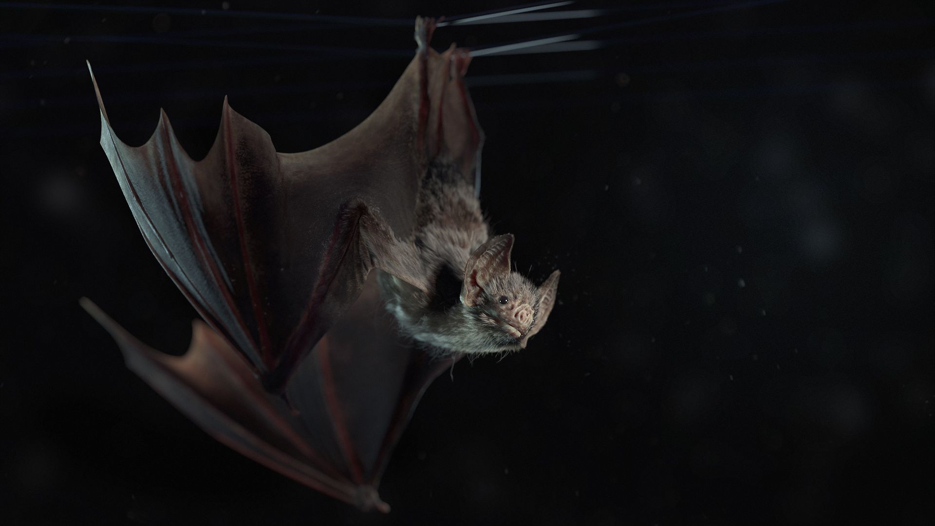 1920x1080 The Vampire Bat