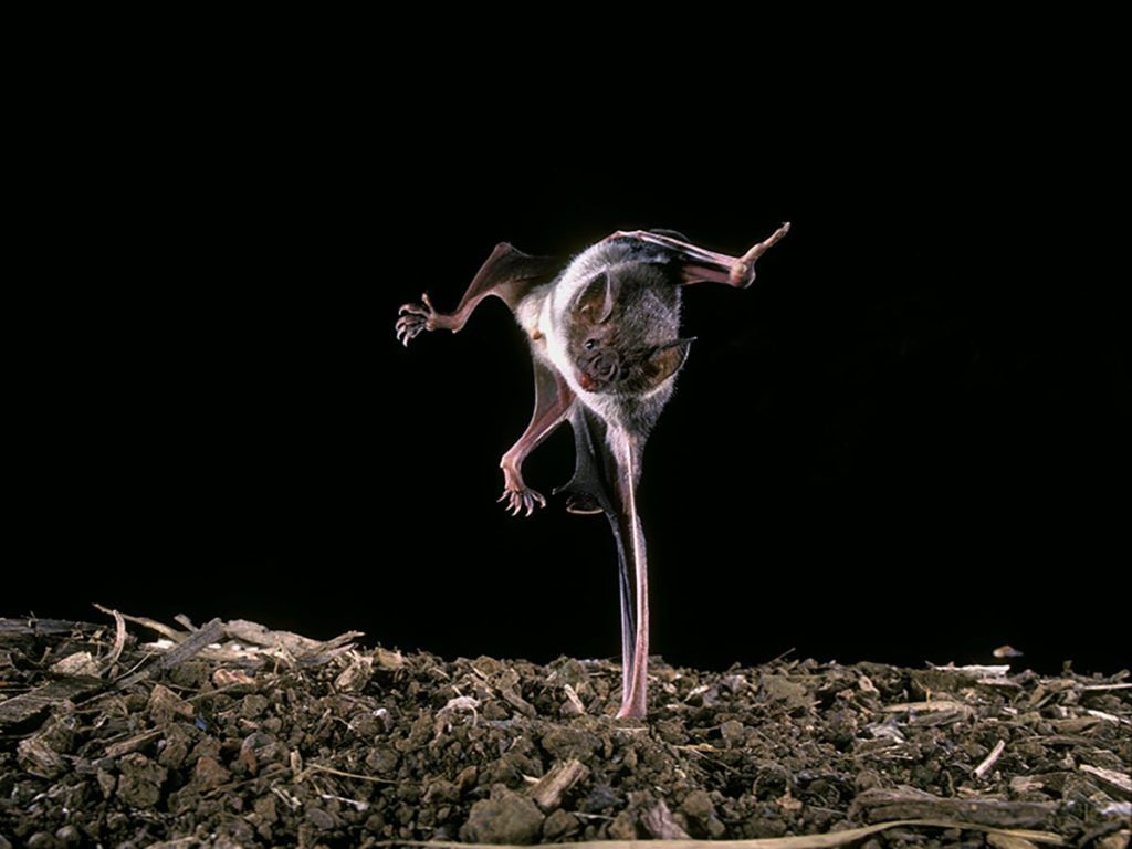 1024x768 things you didn't know about vampire bats