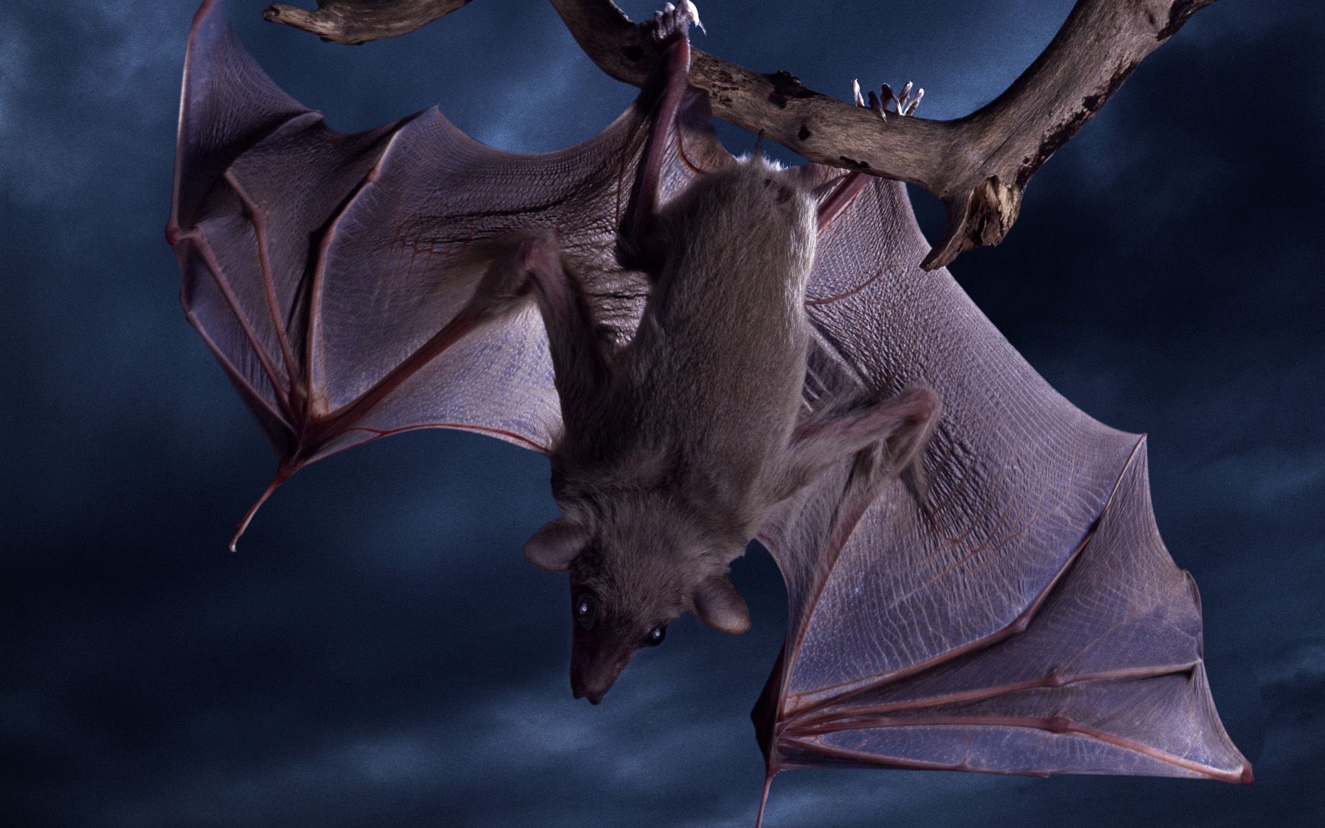 1920x1200 Majestic Bat HD Wallpaperx1200
