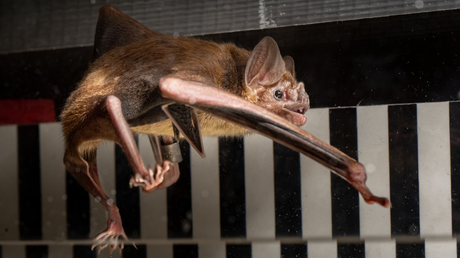 1600x900 Vampire bats have a really strange way of getting energy, scientists discover after putting them on treadmills