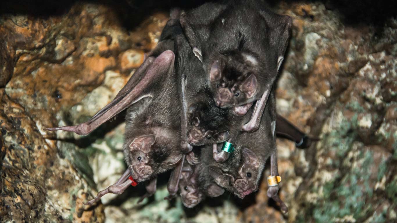 1366x768 Vampire Bat. North Carolina Zoo