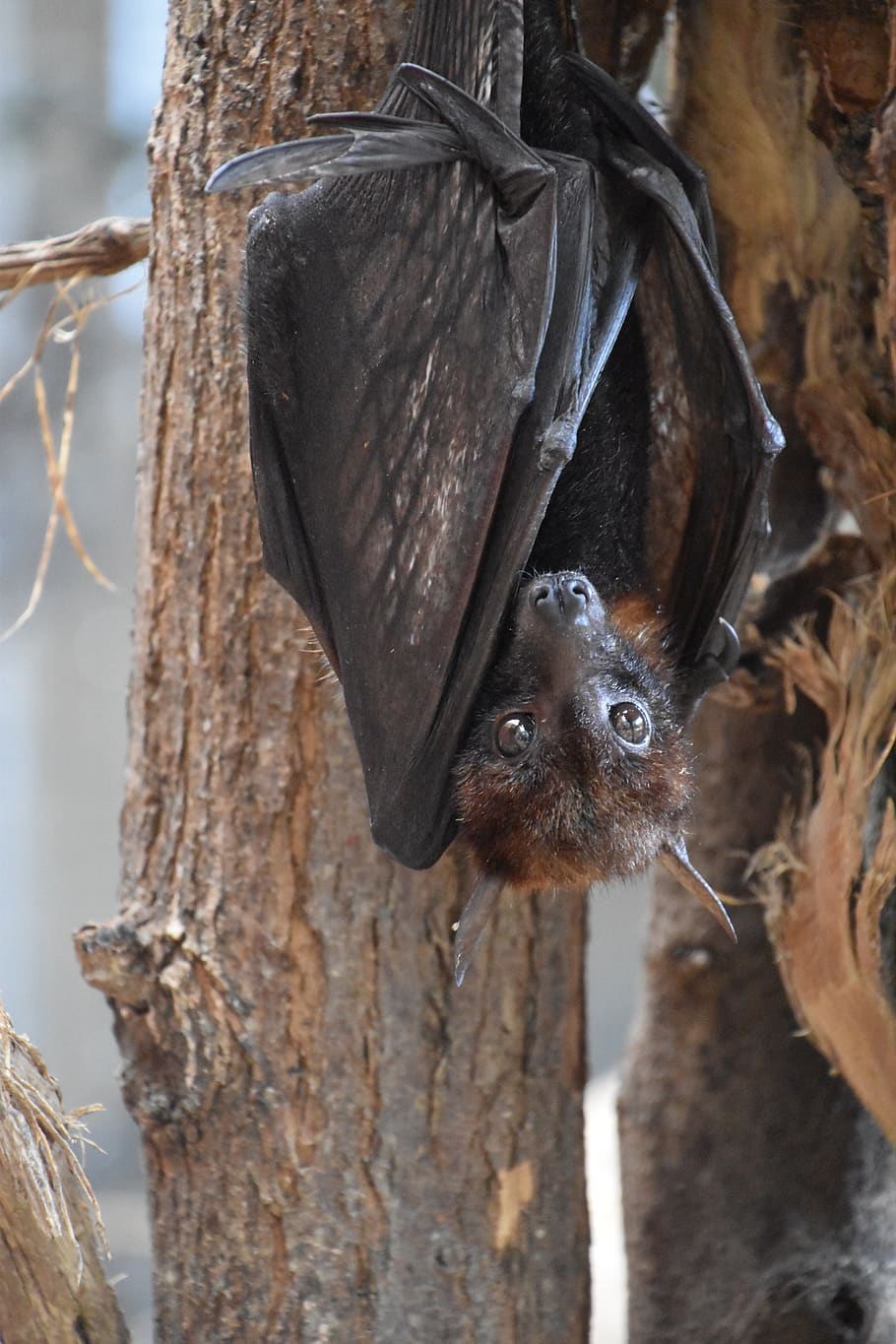 910x1365 HD wallpaper: bat, nature, animal, wings, mammals, wild, vampire, night, nocturne