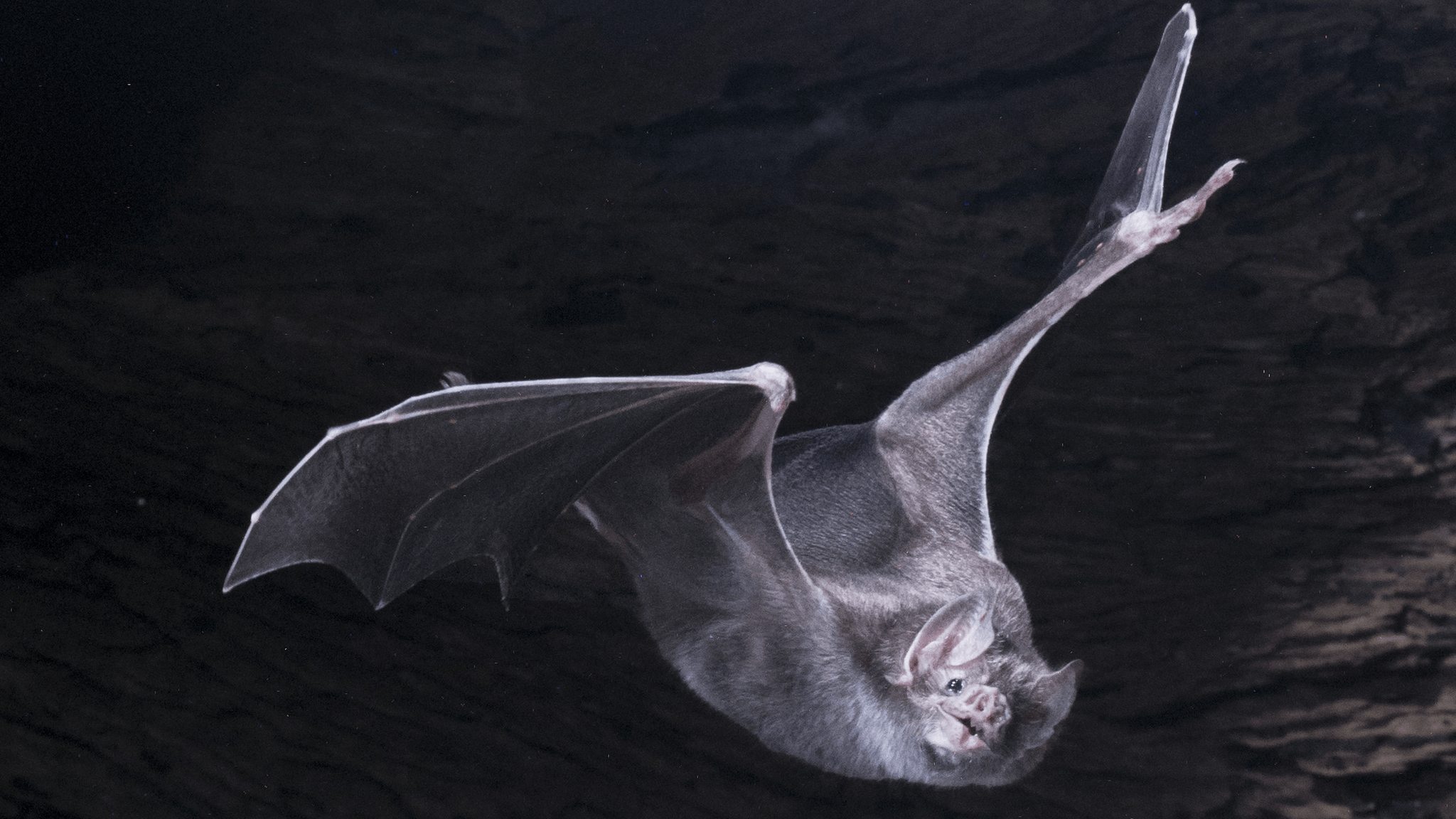 2048x1152 Vampire bats make the best of friends