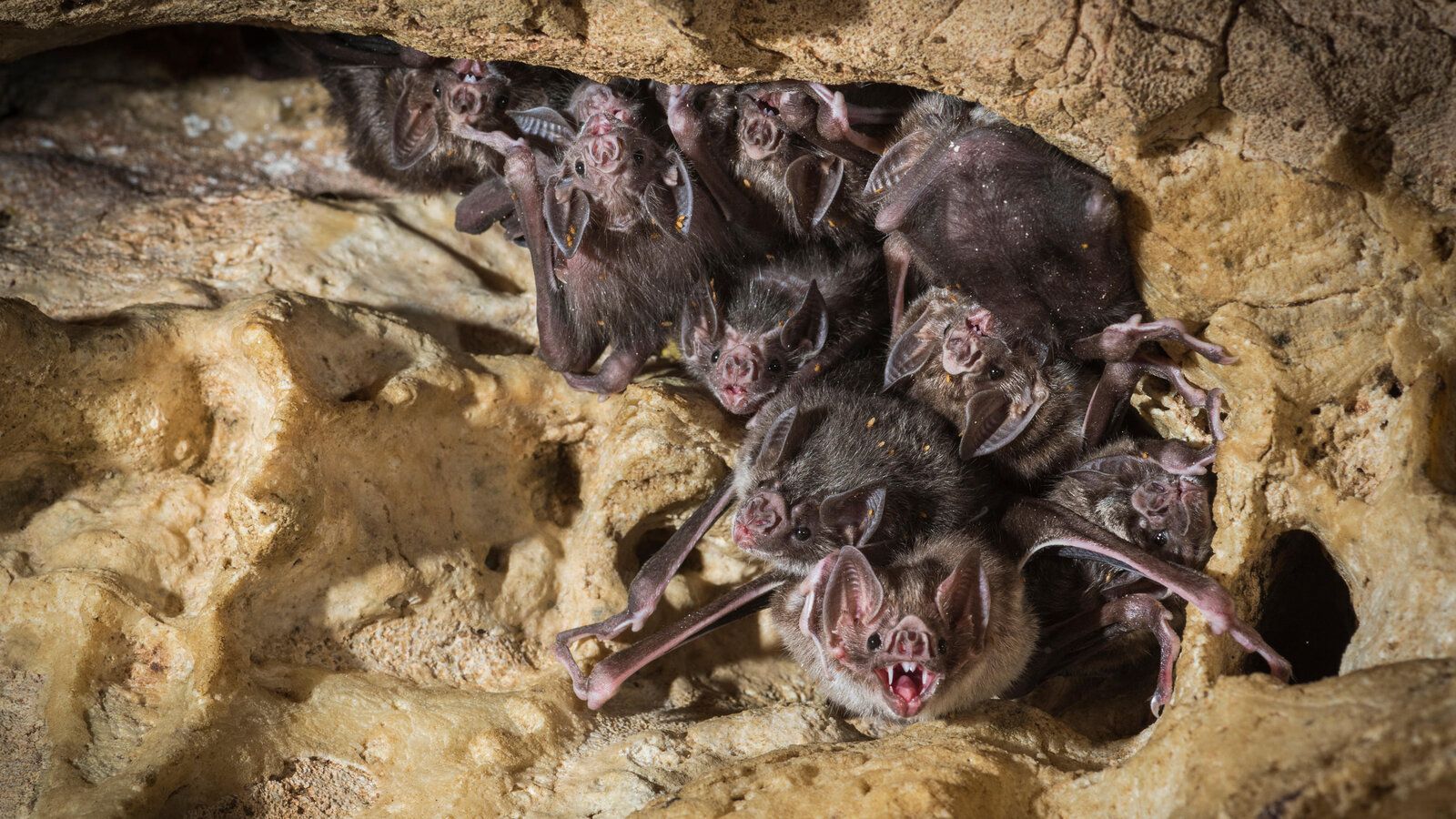 1600x900 Vampire Bats Self Isolate, Too