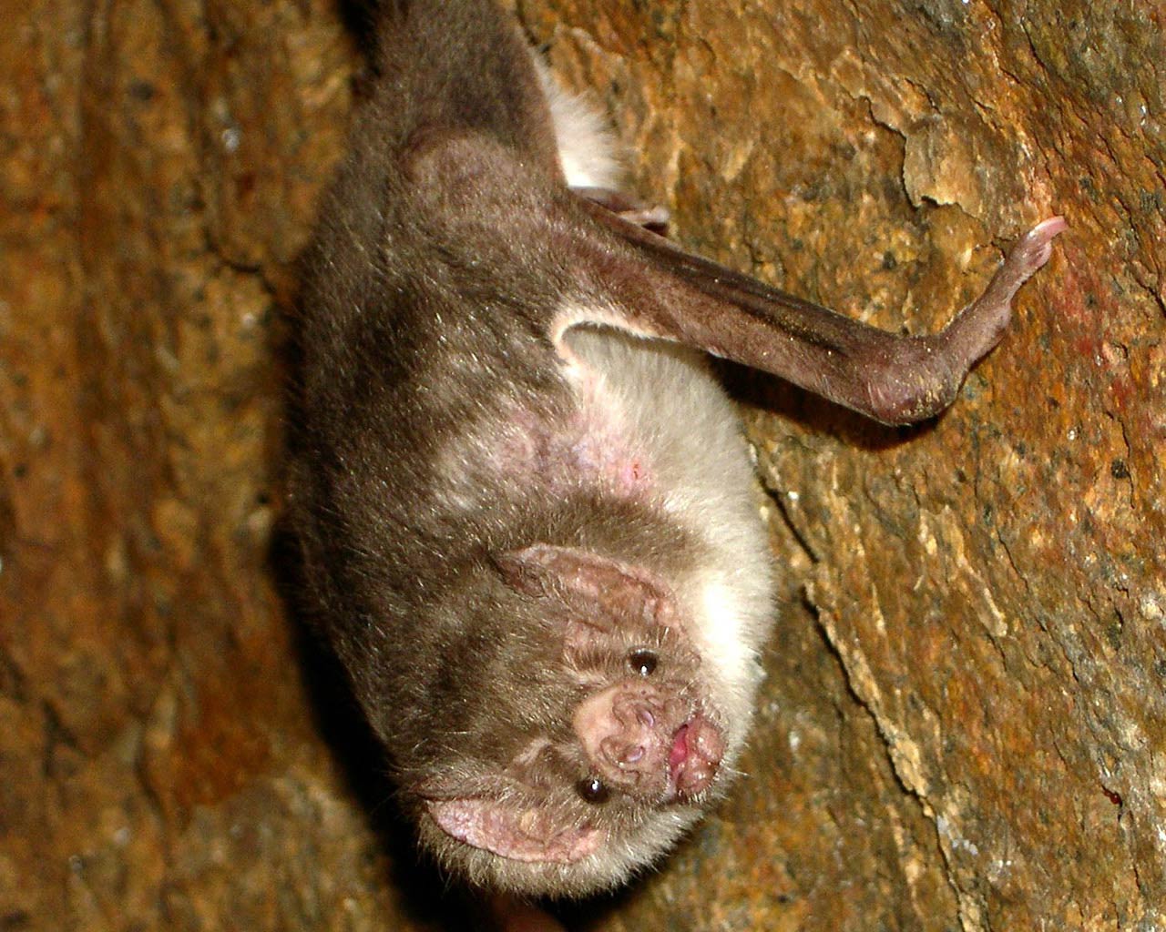 1280x1024 Vampire Bat Wallpaper