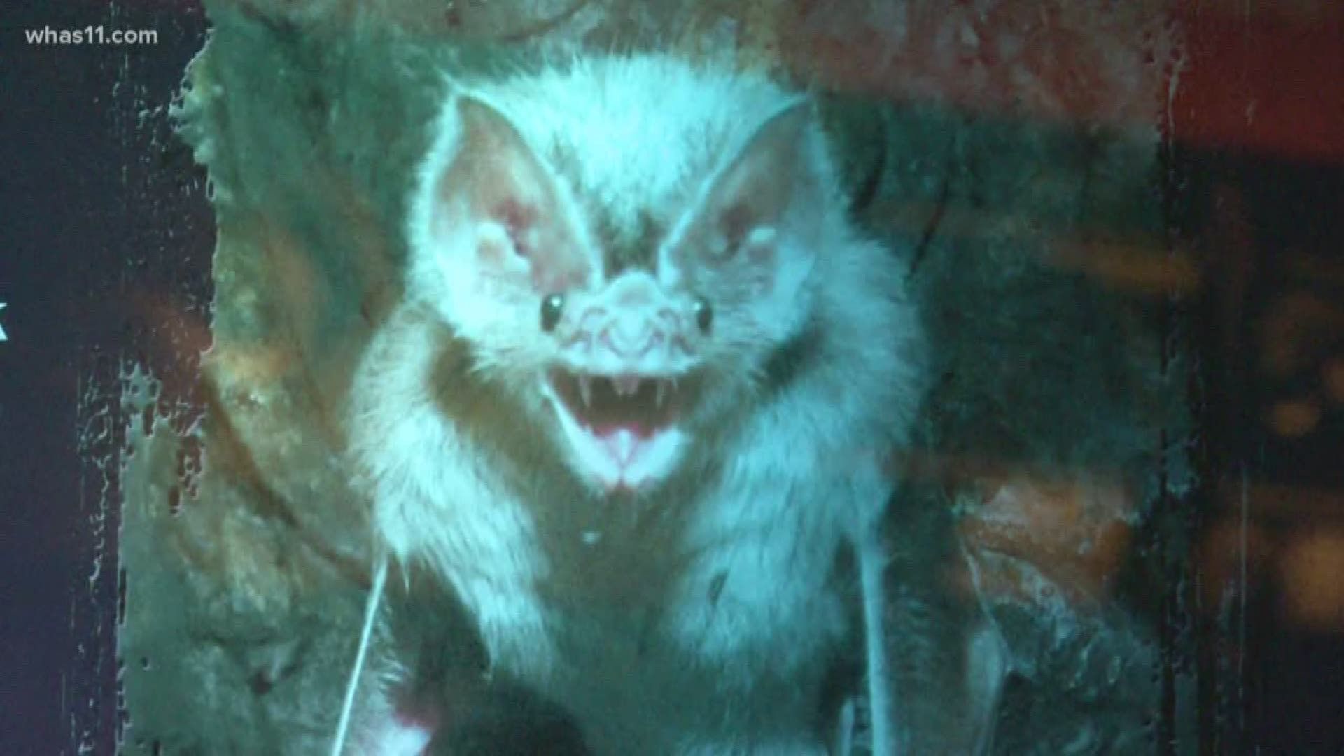 1920x1080 The Not So Spooky Creatures At The Louisville Zoo
