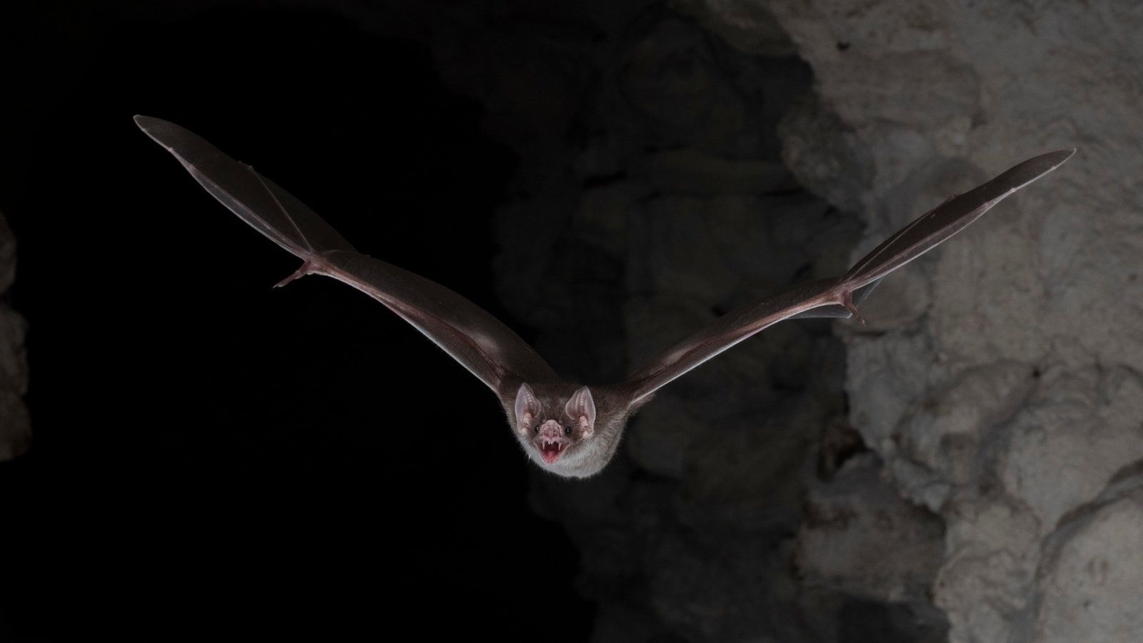 1600x900 For Vampire Bats to Live on Blood, It Takes Guts