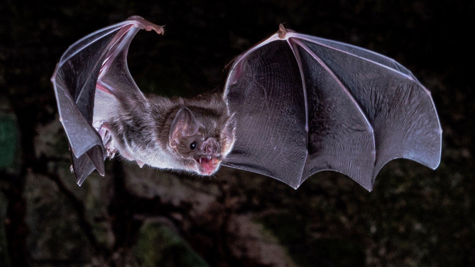 1600x900 Why are vampire bats the only mammals that can survive on a blood diet?