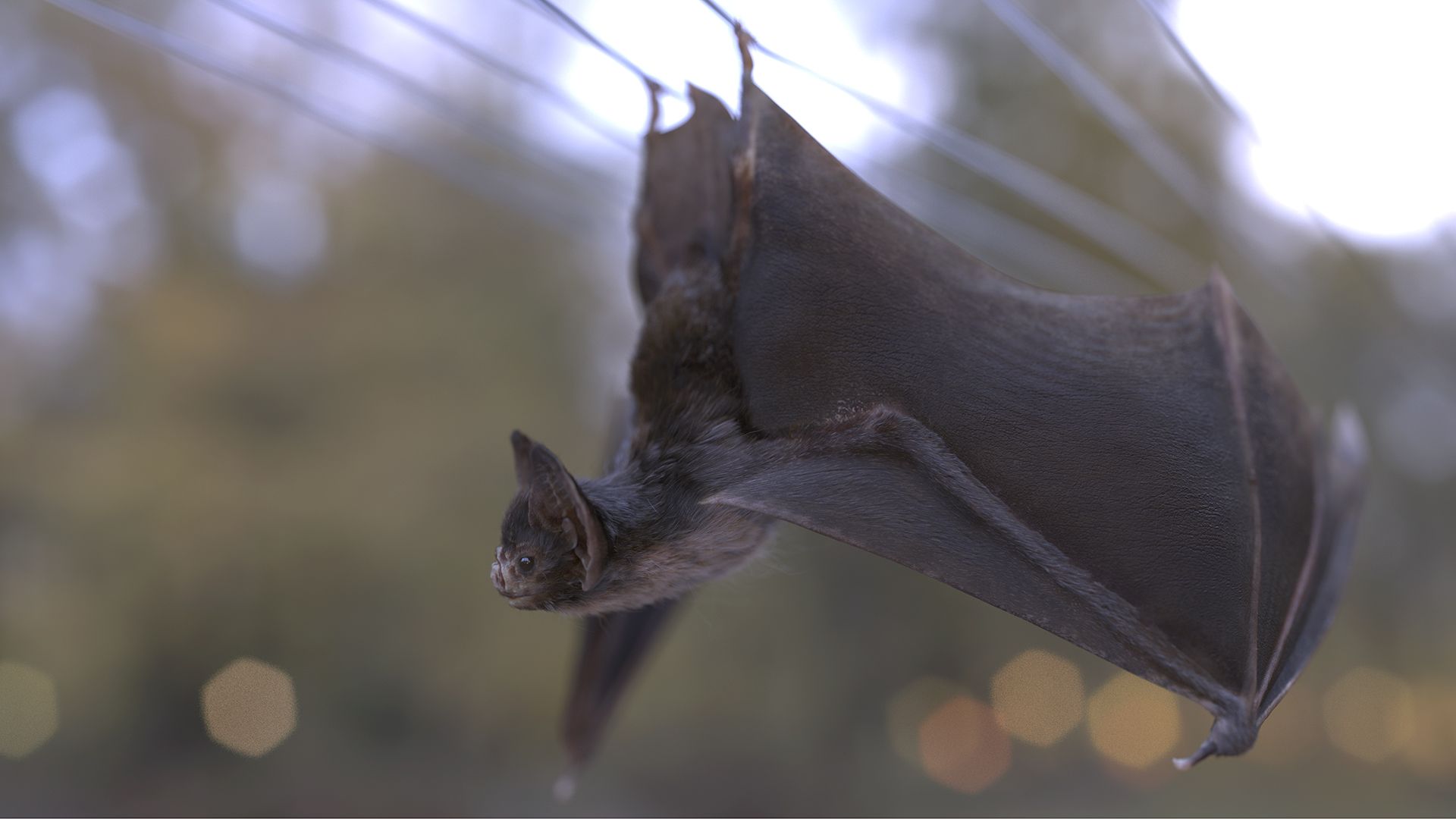 1920x1080 The Vampire Bat