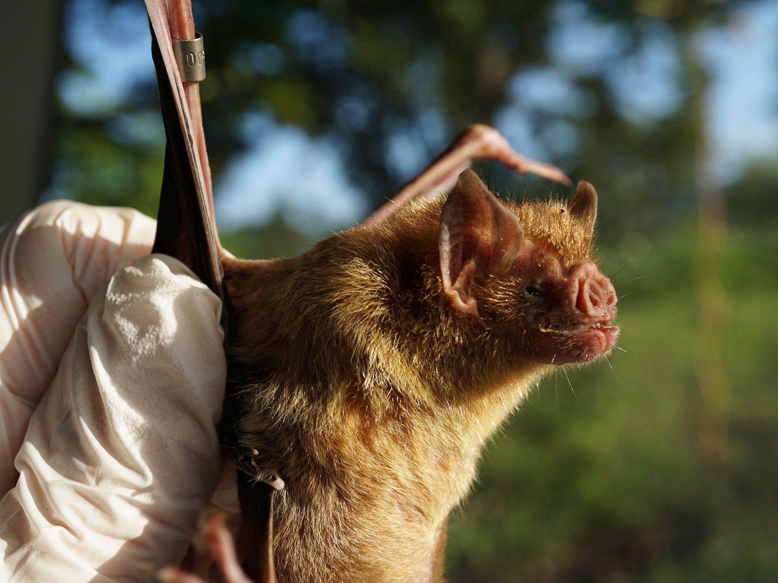 1600x1200 Vampire Bats Call Out to Friends to Share Blood Meals