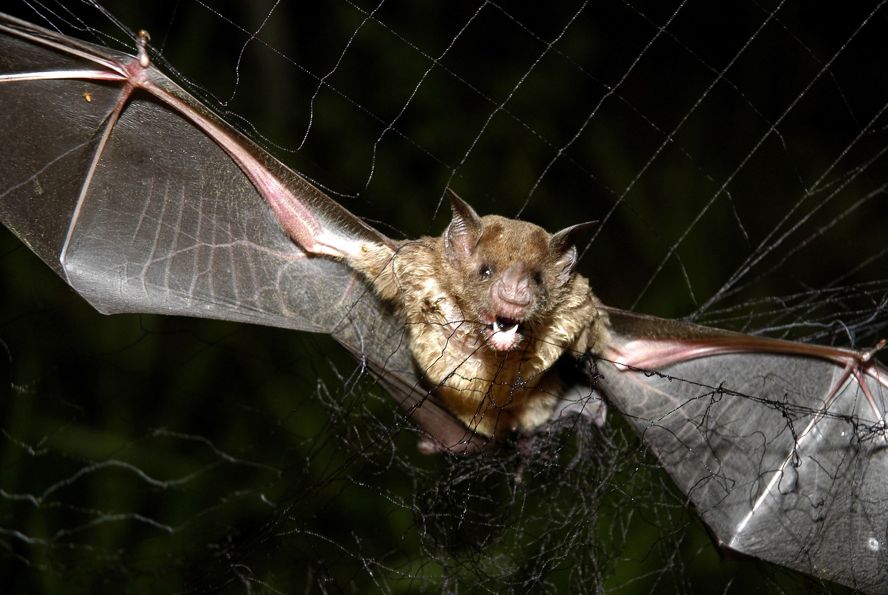 2932x1964 Vampire Bat Wallpaper