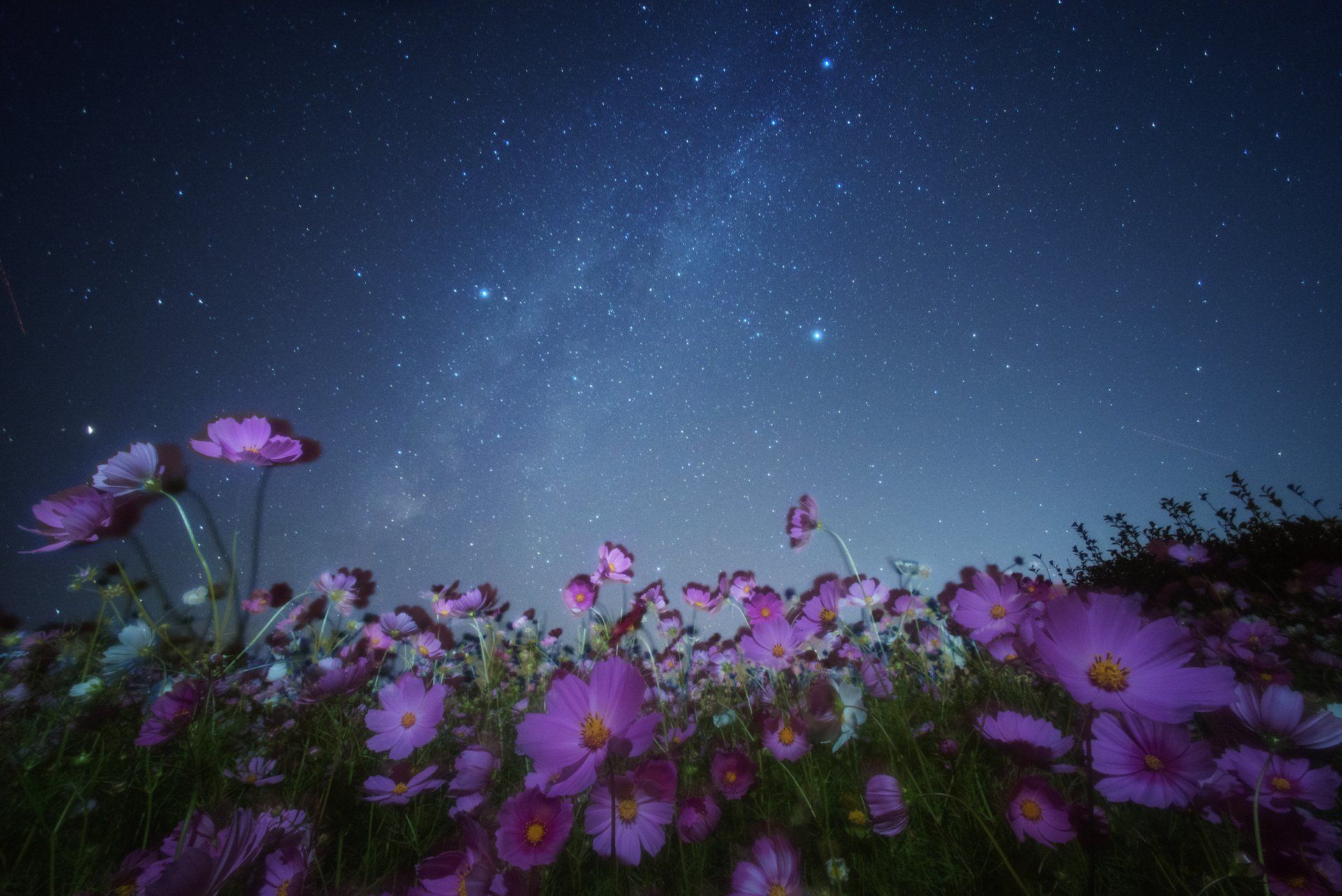 1920x1282 Cosmic Bloom Under a Starry Night Sky