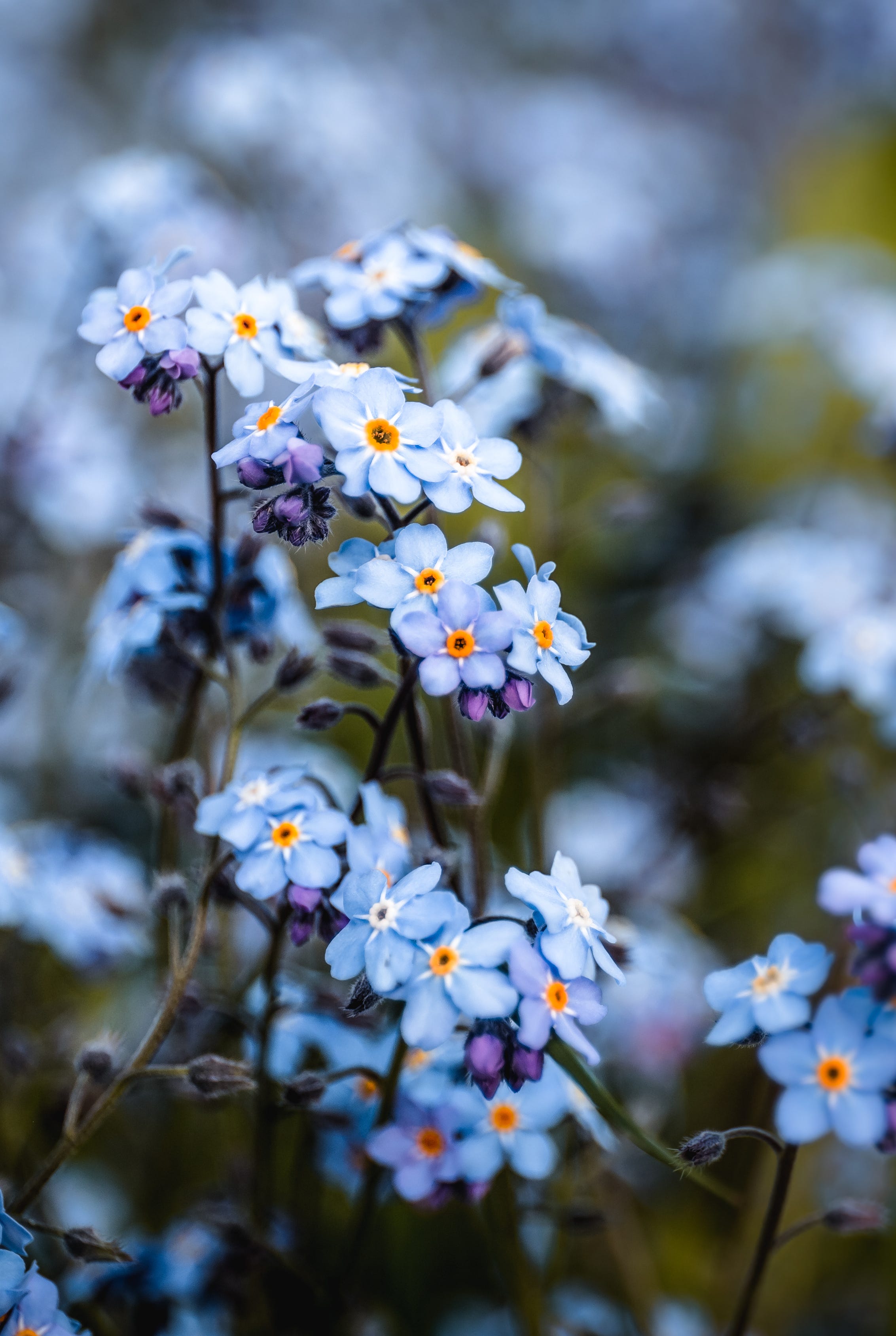 2265x3377 The 20 Best Tiny Flowers to Grow in Your Garden