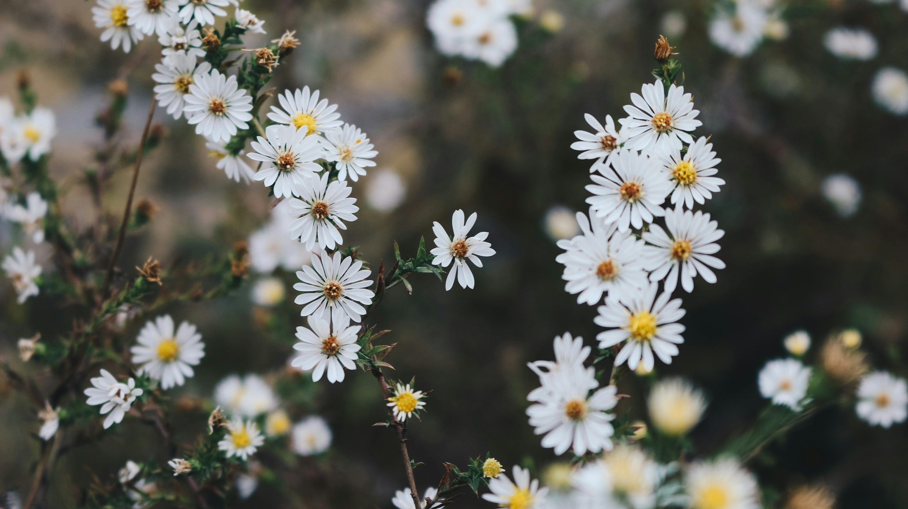 3000x1684 Tiny Flowers Picture. Download Free Image