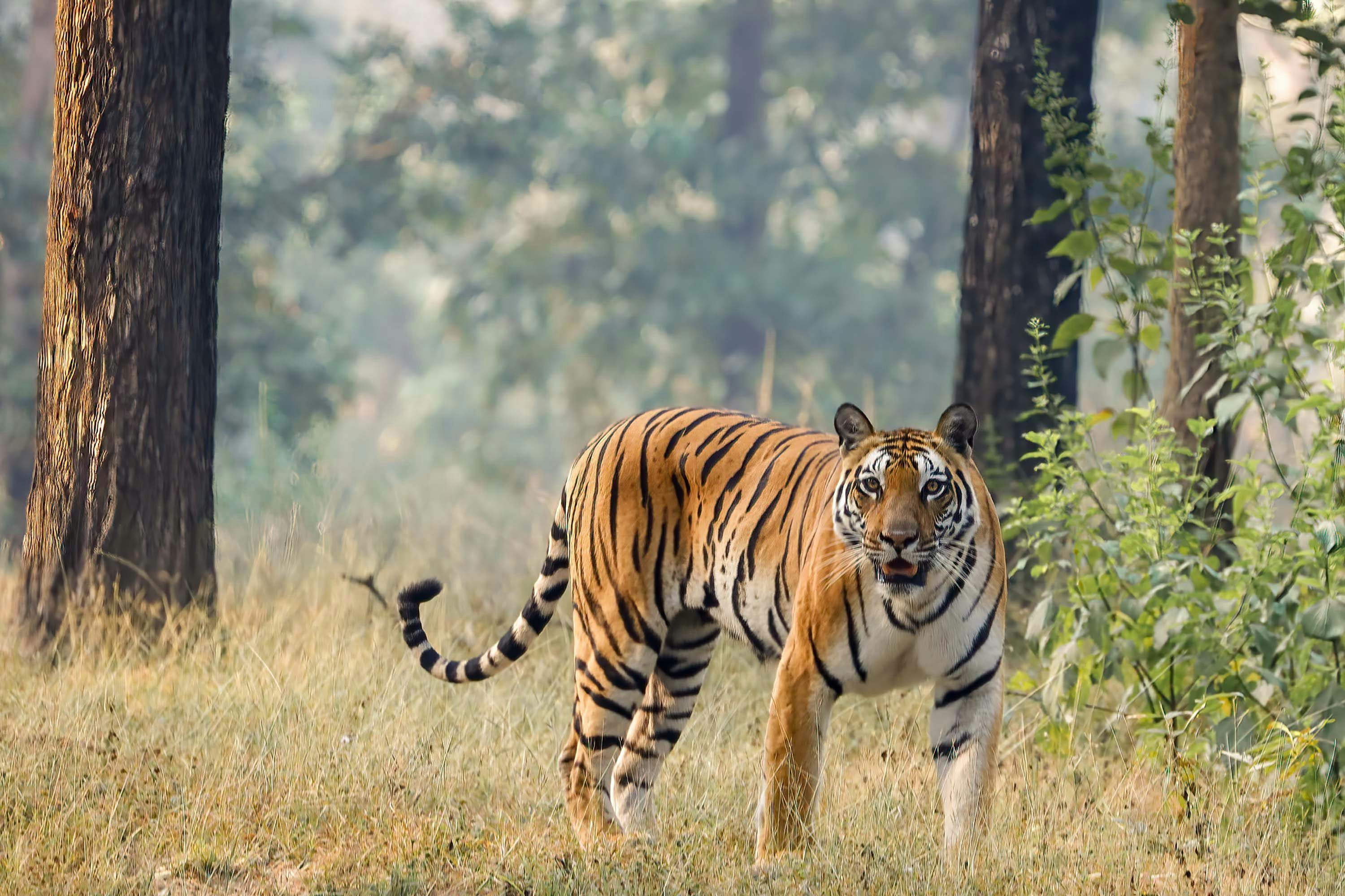 3000x2000 Forest Tiger Picture. Download Free Image