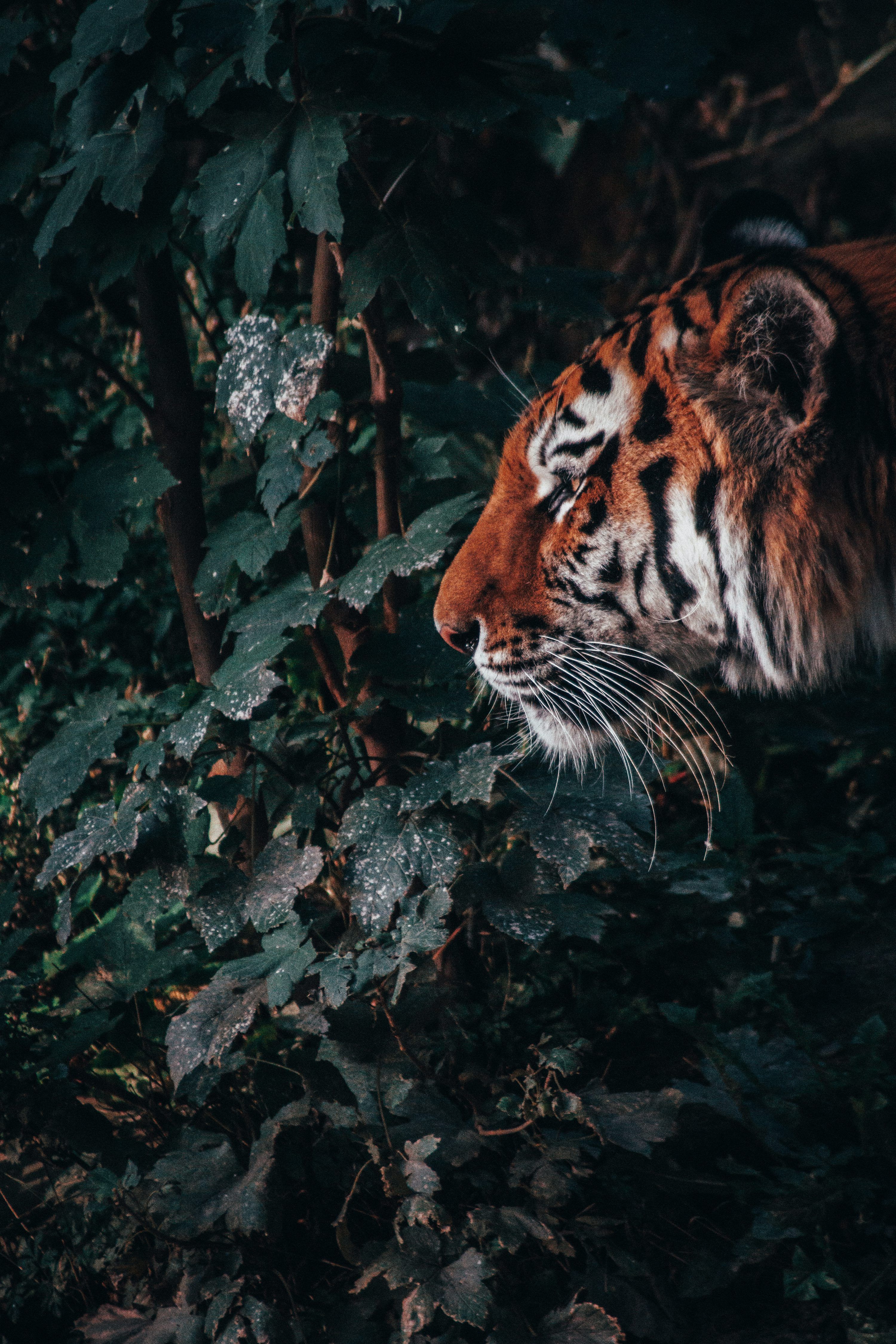 3000x4500 Tiger in forest