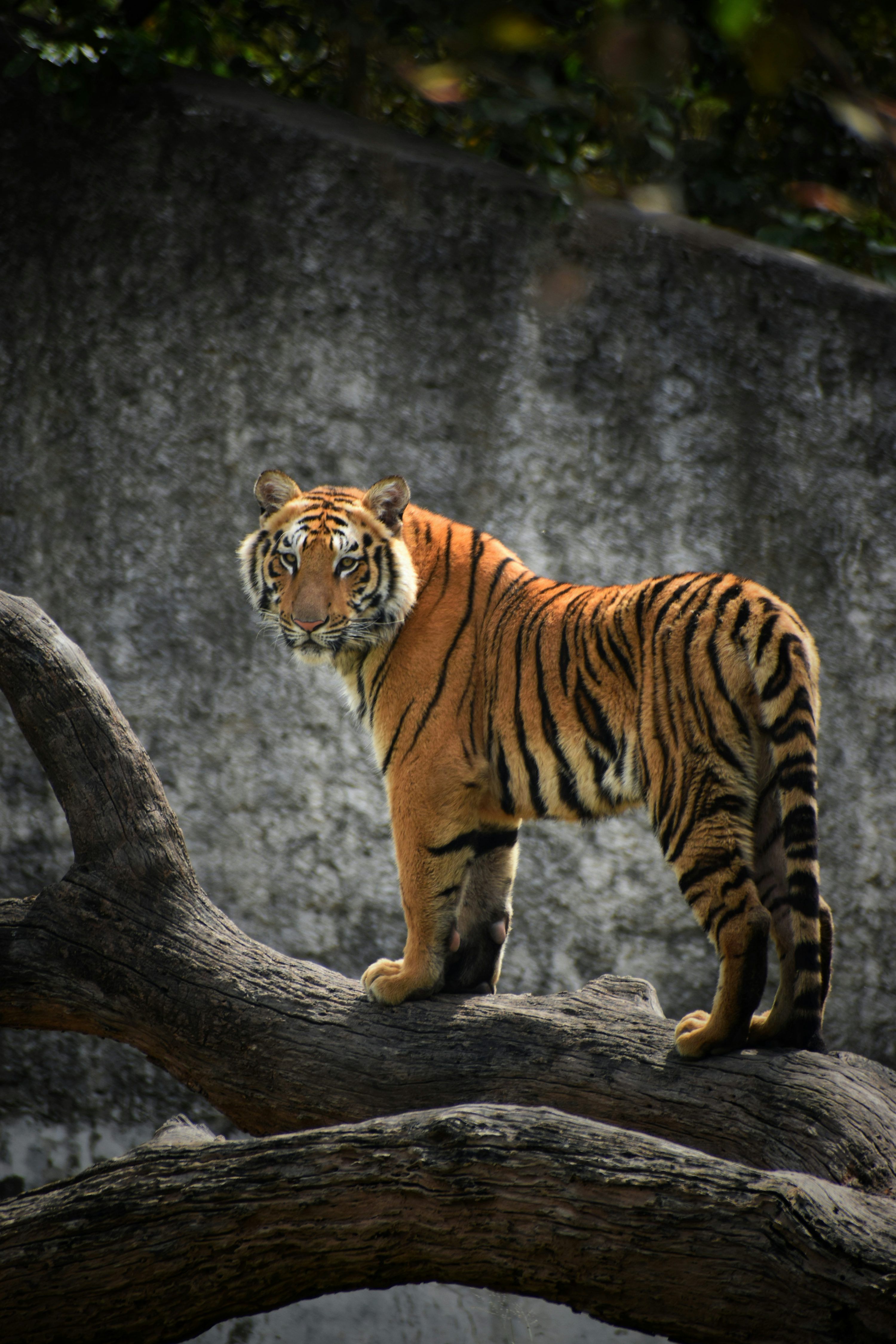 3000x4500 Forest Tiger Picture. Download Free Image