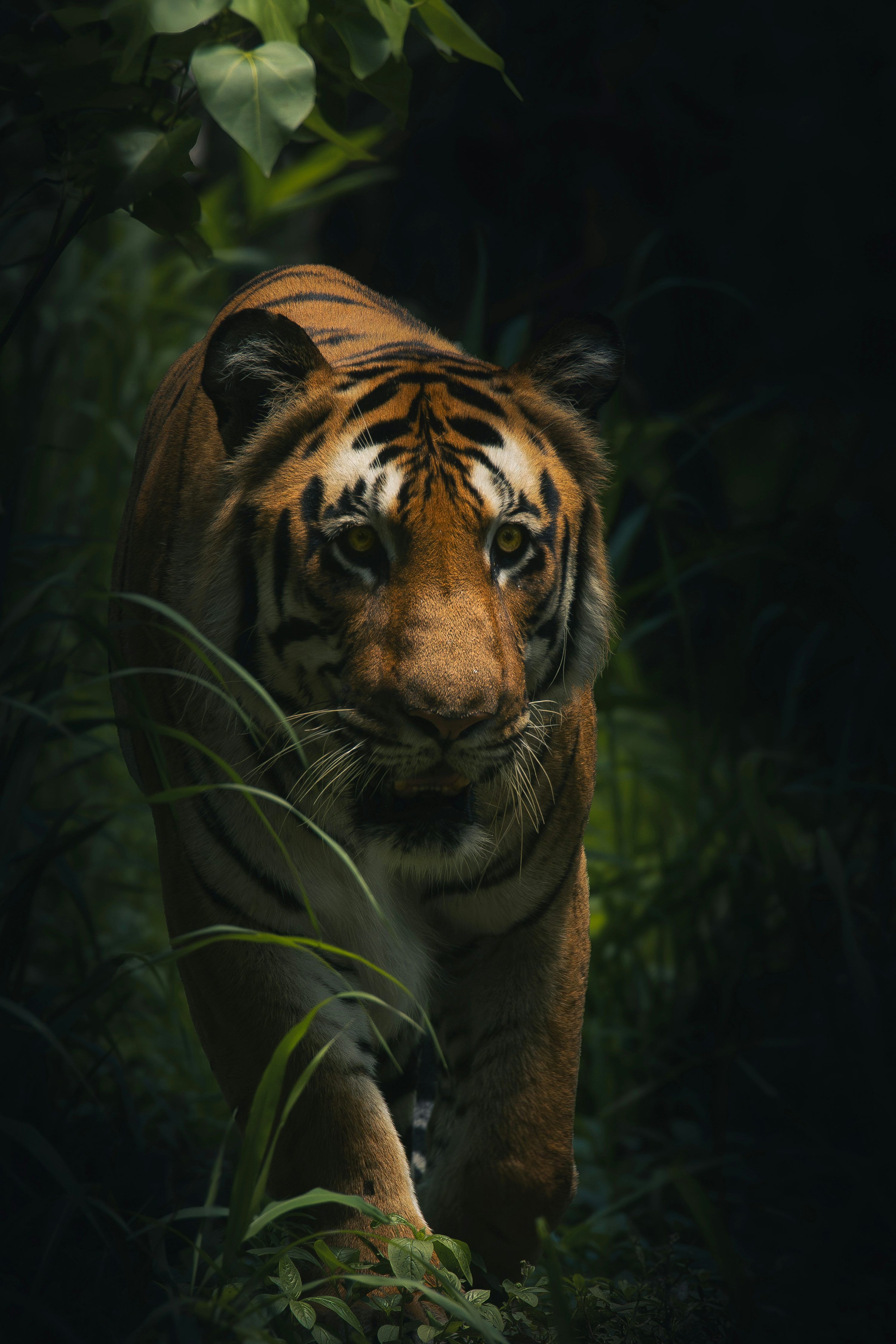 3000x4500 Forest Tiger Picture. Download Free Image