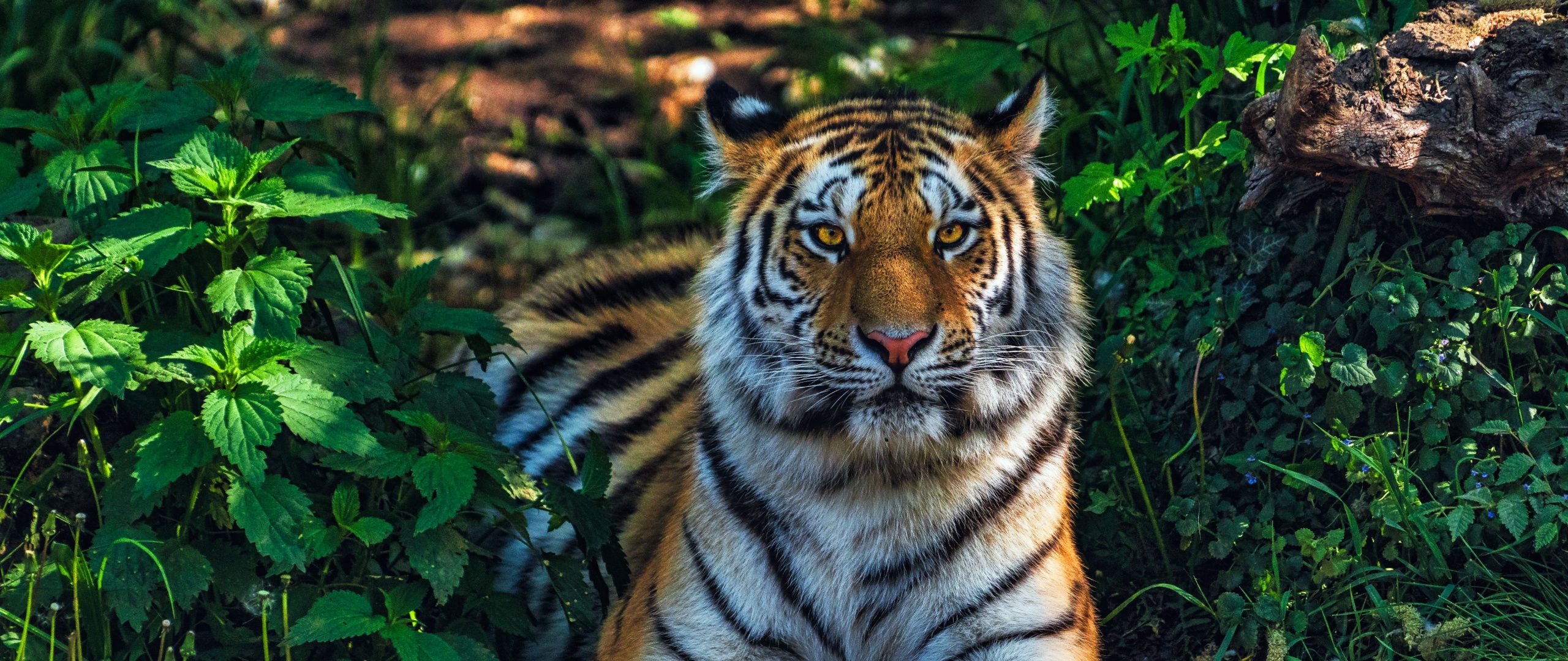2560x1080 Bengal Tiger Wallpaper 4K, Forest, Predator, Jungle