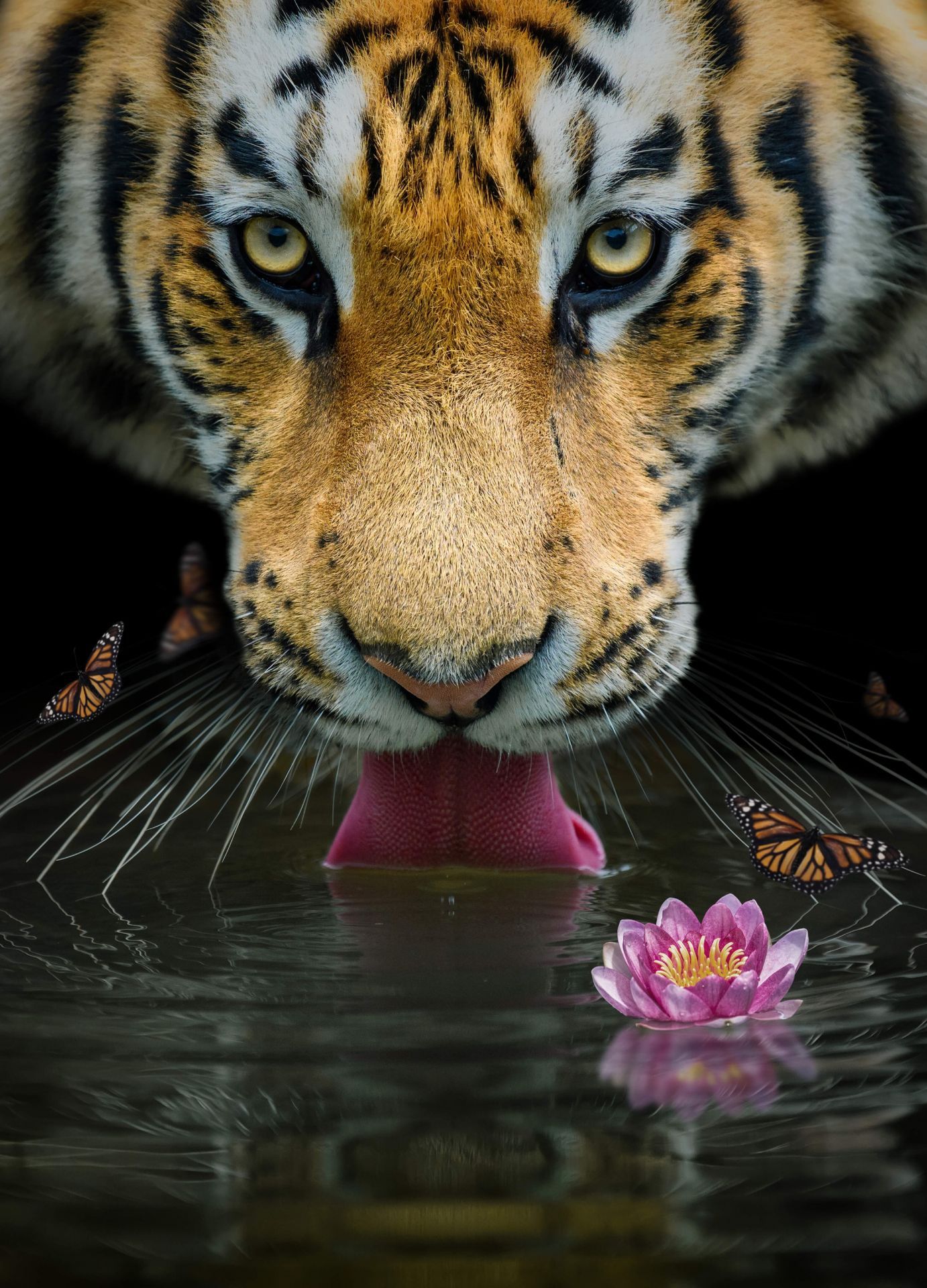 1382x1920 Jungle Tiger Portrait