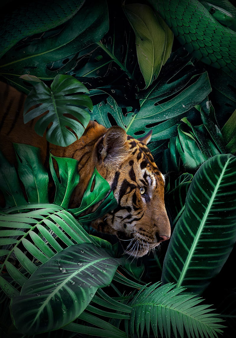 800x1146 HD tiger in jungle wallpaper