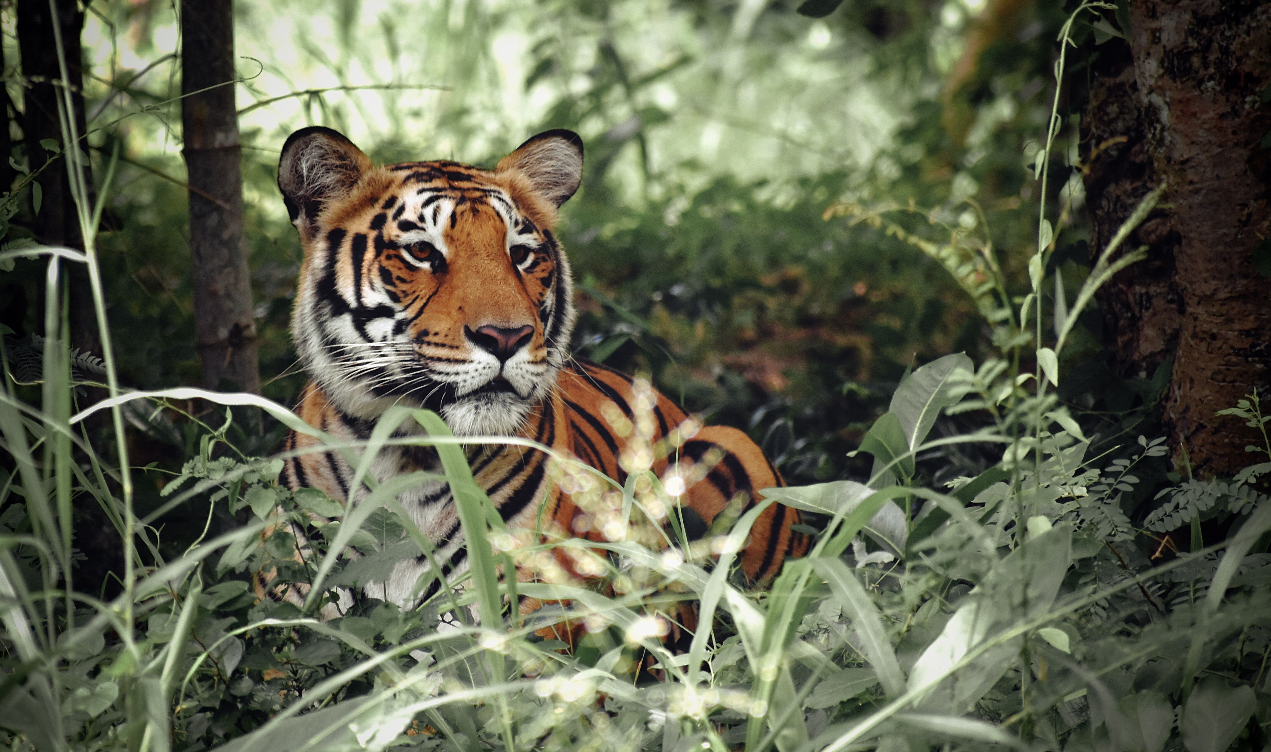 4334x2566 Tiger In Jungle Photo, Download The BEST Free Tiger In Jungle & HD Image
