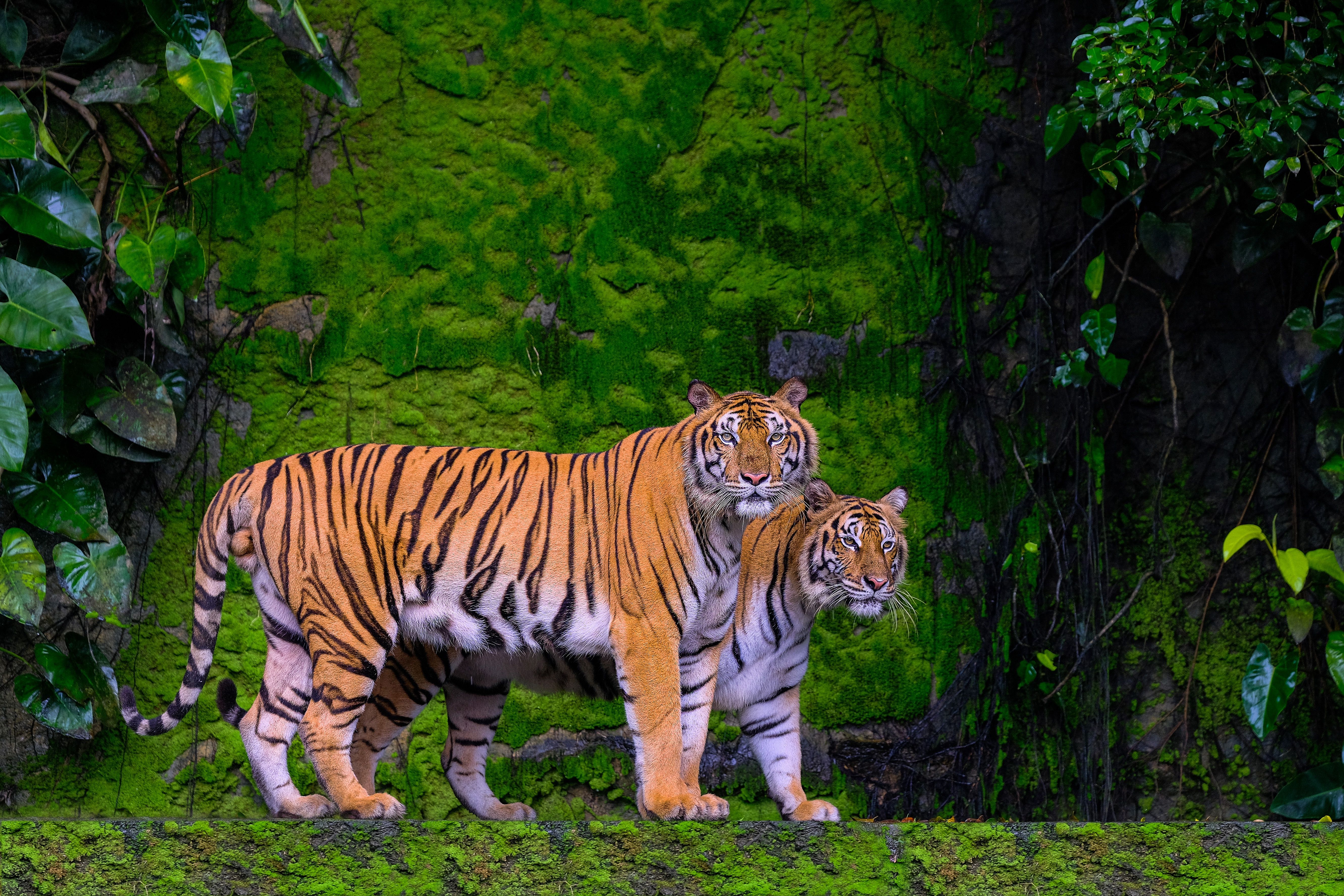 5325x3550 5K Ultra HD: Twin Tigers of the Emerald Jungle. Majestic Tiger Pair