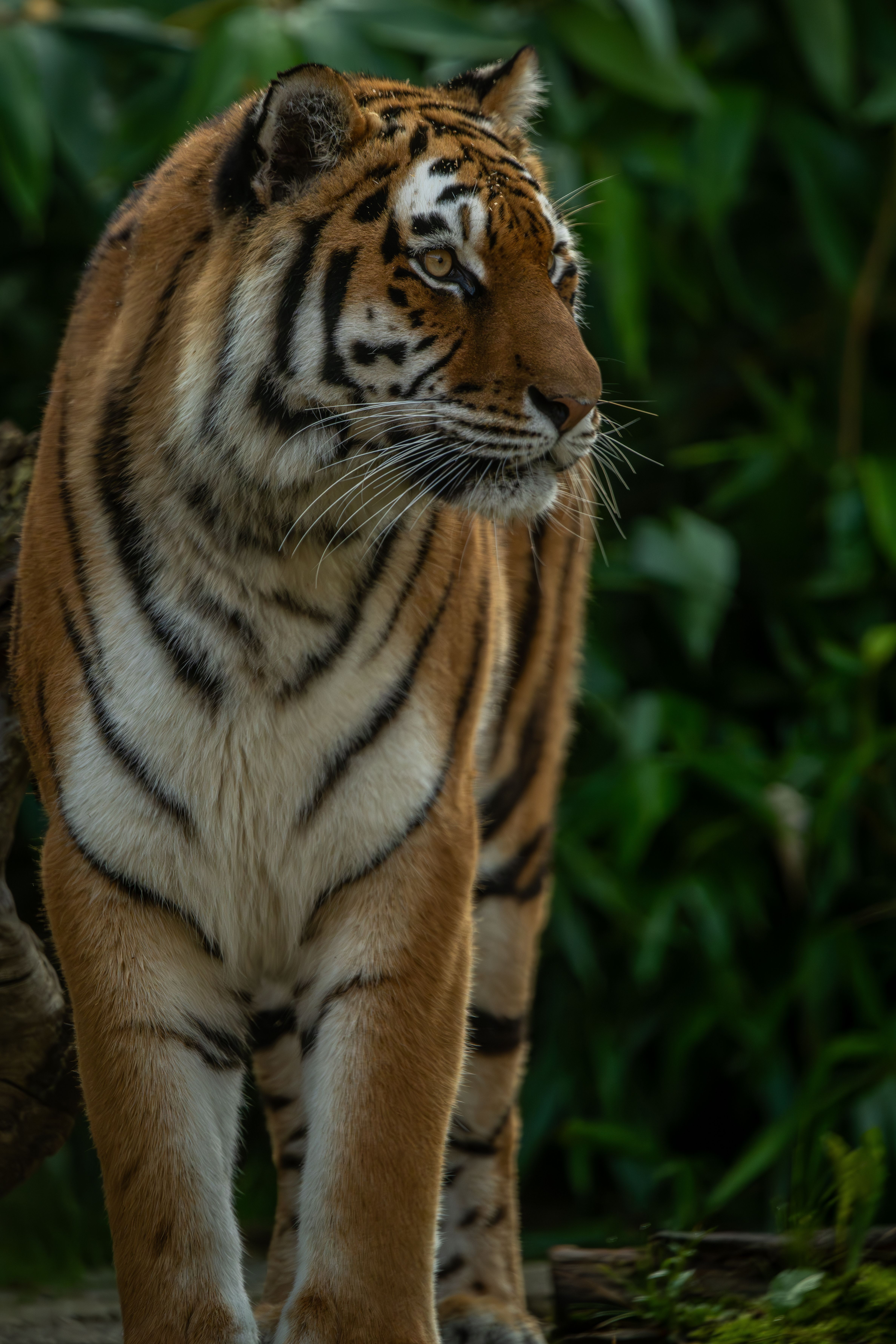 4749x7123 Majestic Bengal Tiger in Lush Jungle Habitat · Free
