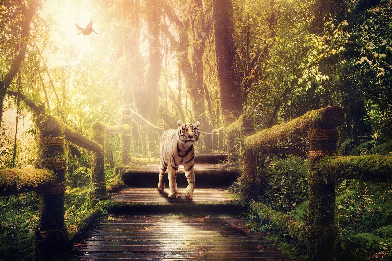 1280x853 Jungle Tiger Path