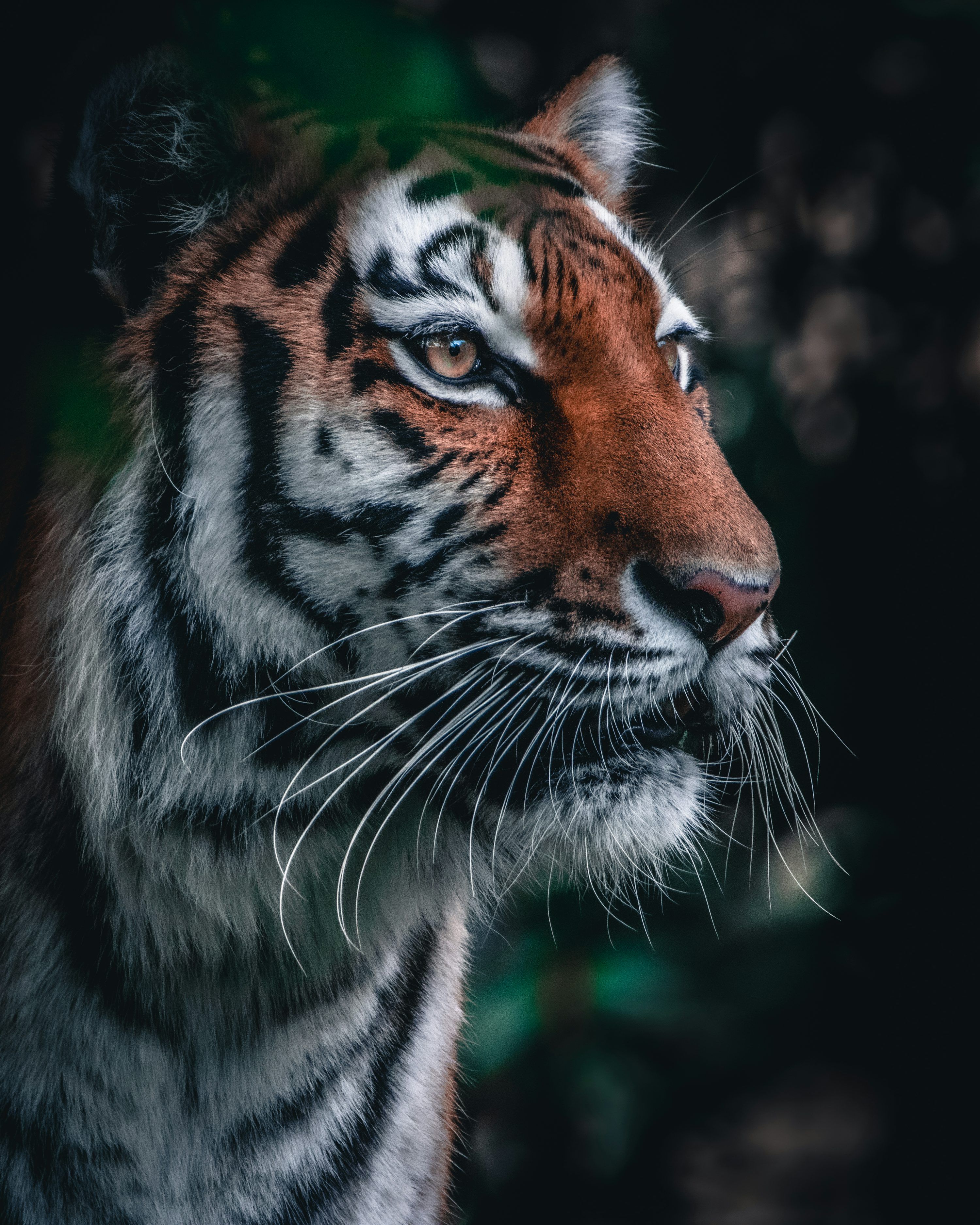 3000x3750 Forest Tiger Picture. Download Free Image