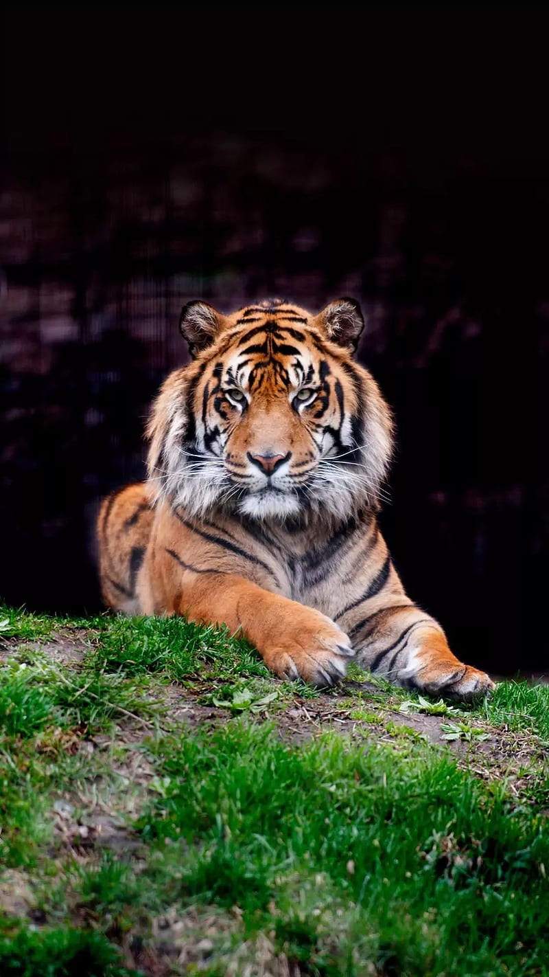 800x1422 Tiger, jungle, tigers, HD phone wallpaper