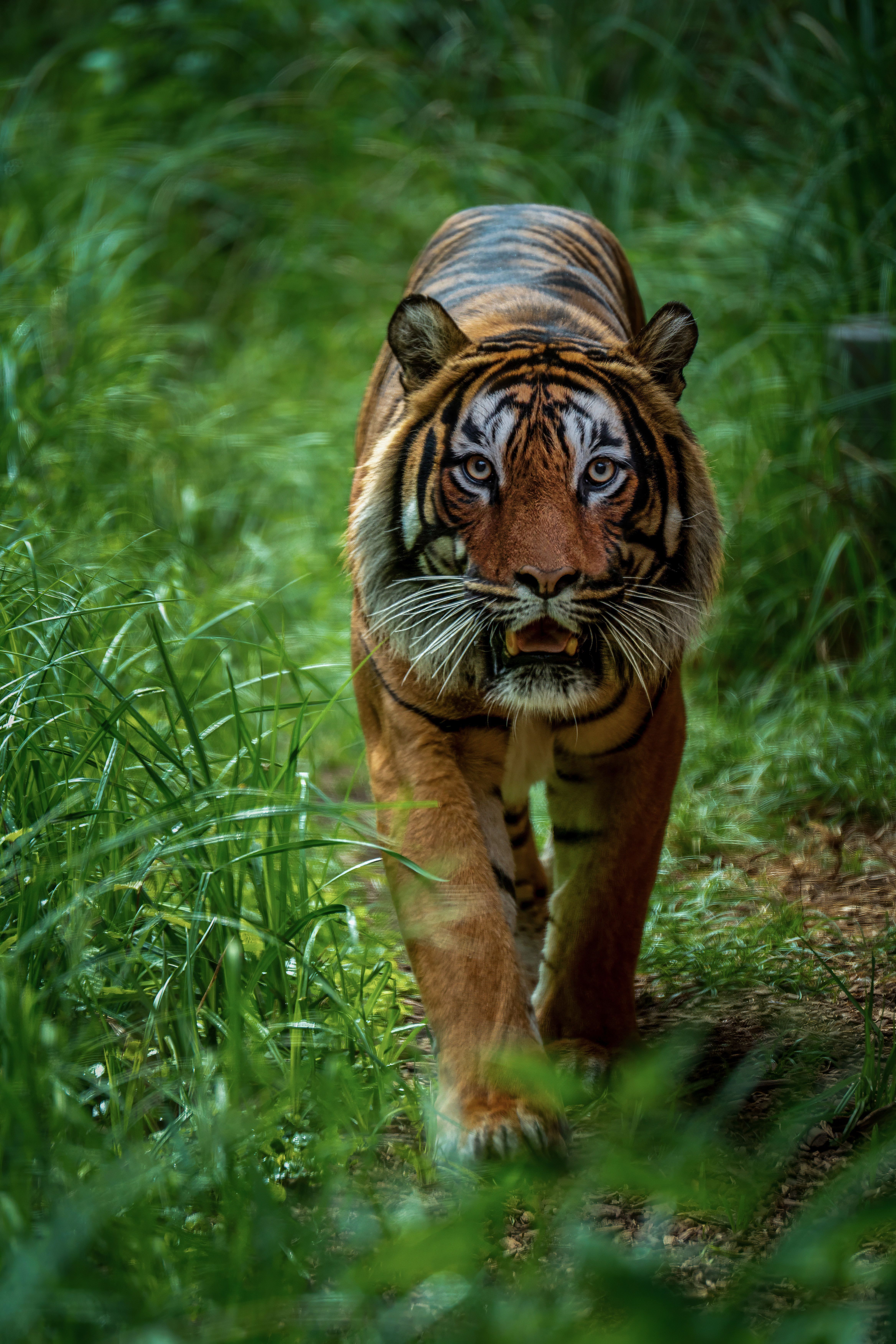 4672x7008 Majestic Tiger in Lush Green Jungle · Free