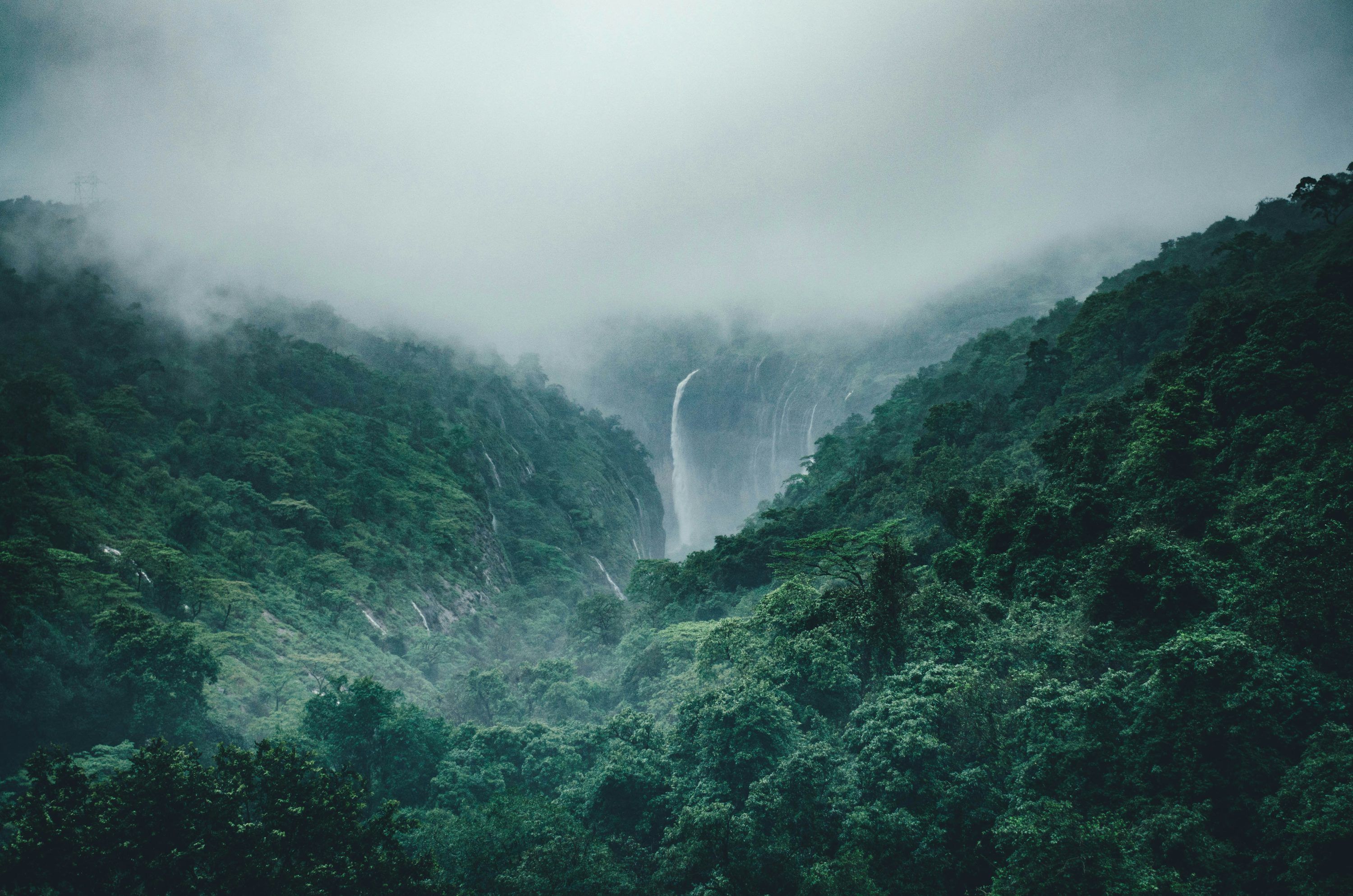 3000x1987 Rain Forest Picture [Stunning!]. Download Free Image