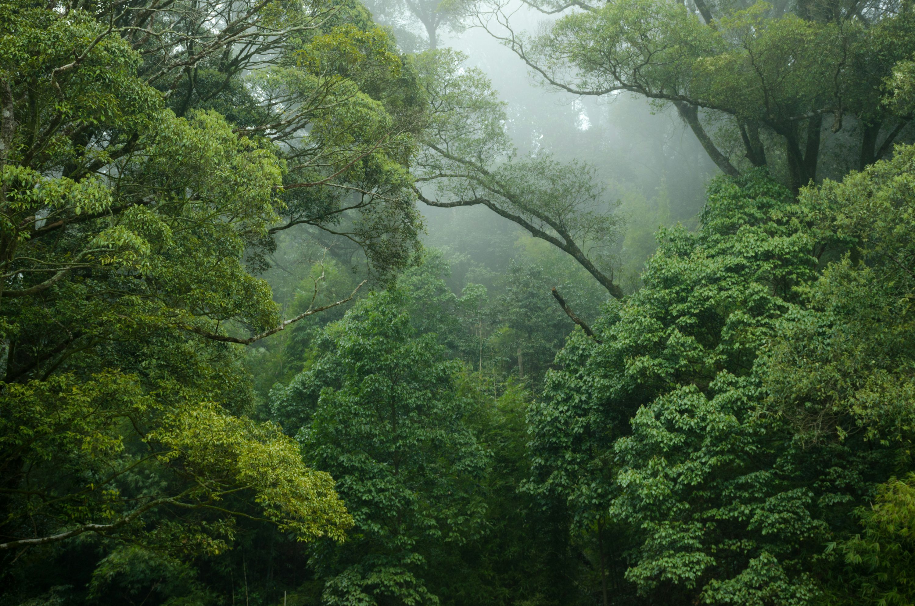 3000x1987 Stunning Rainforest Picture [HD]. Download Free Image