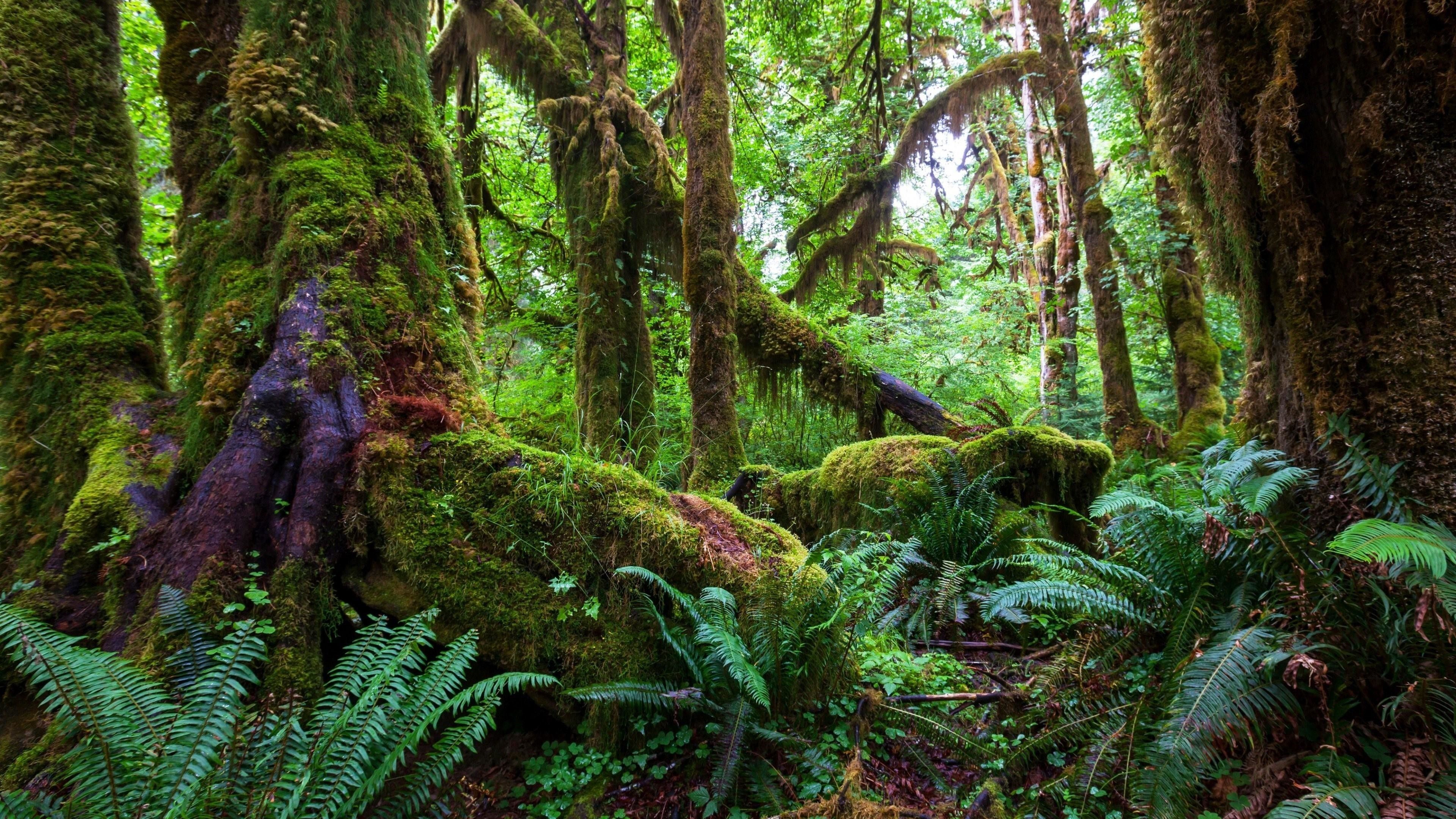 3840x2160 Amazon Rain Forest Wallpaper