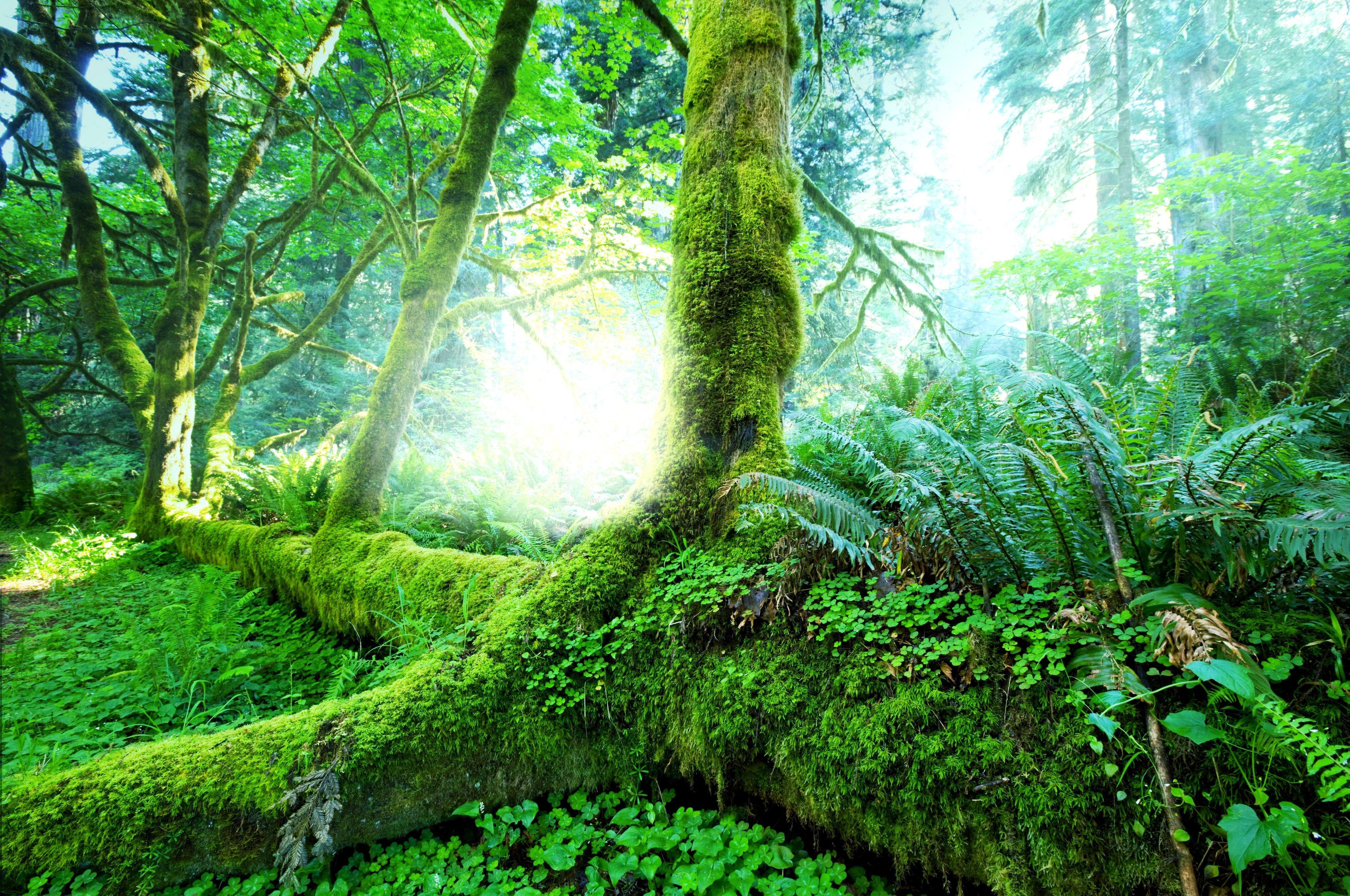 4000x2655 Rainforest Ultra HD Wallpaper
