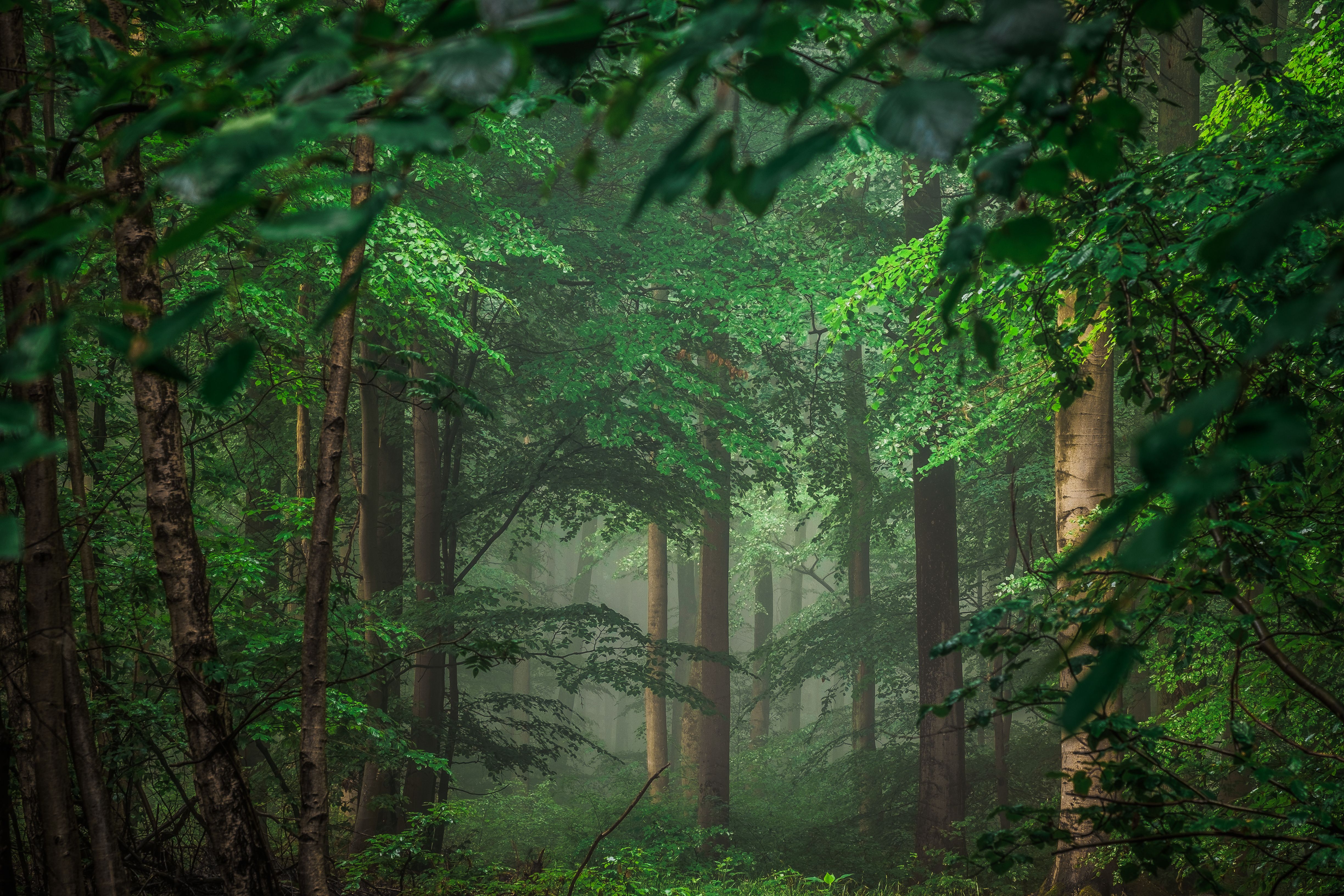 4896x3264 Wallpaper Green Trees and Plants During Daytime, Background Free Image