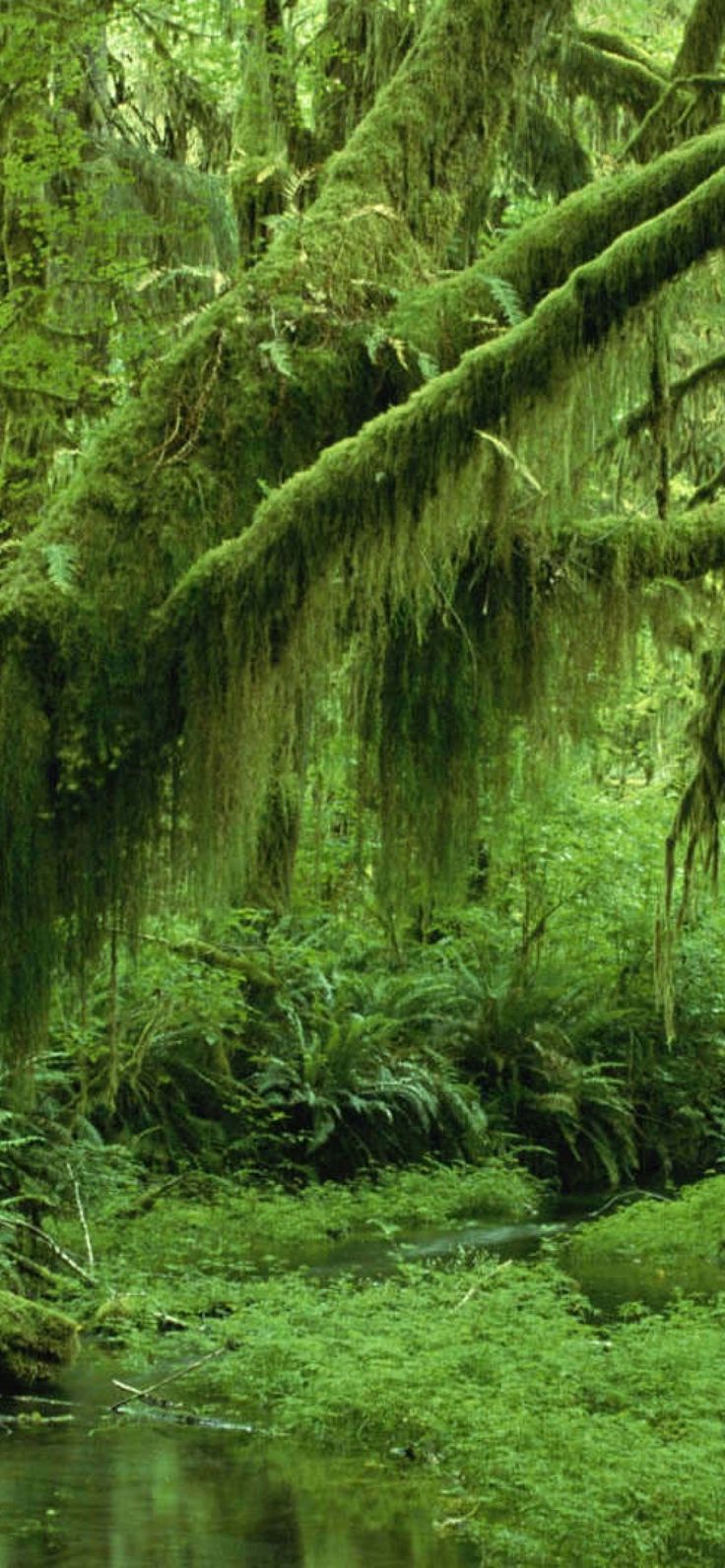 736x1592 International Day Of Forests iPhone Image Background In 4K 8K Free