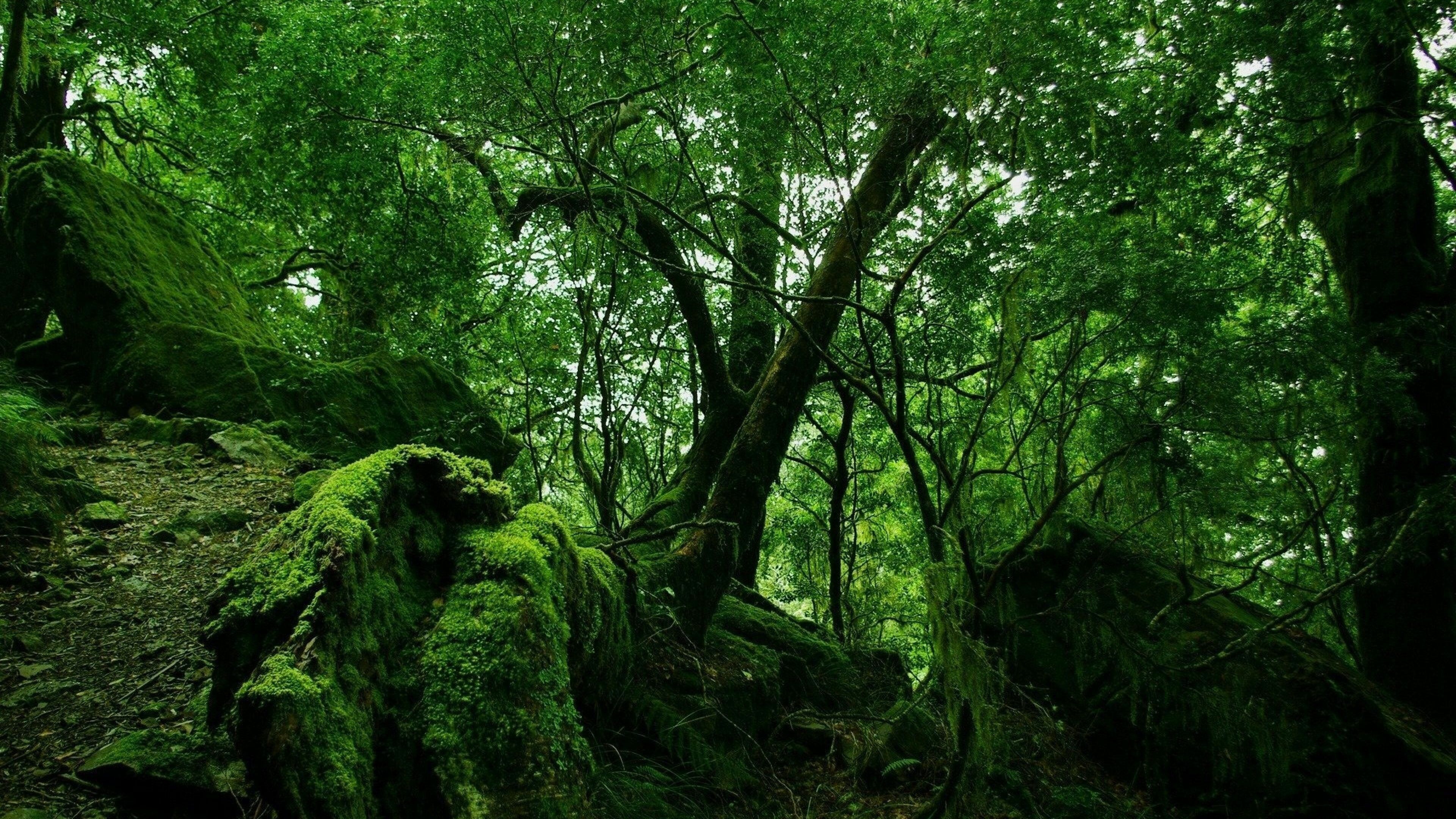 3840x2160 Rainforest Wallpaper