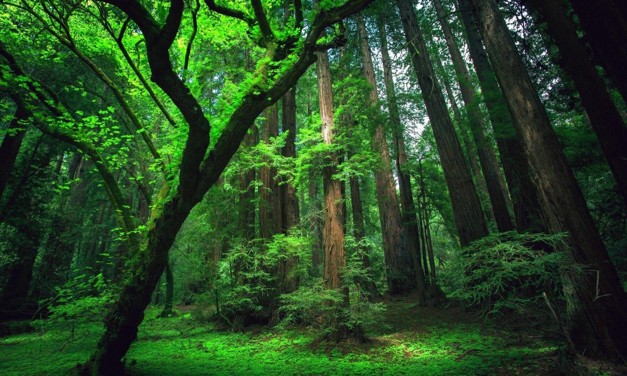2000x1201 Rainforest Wallpaper