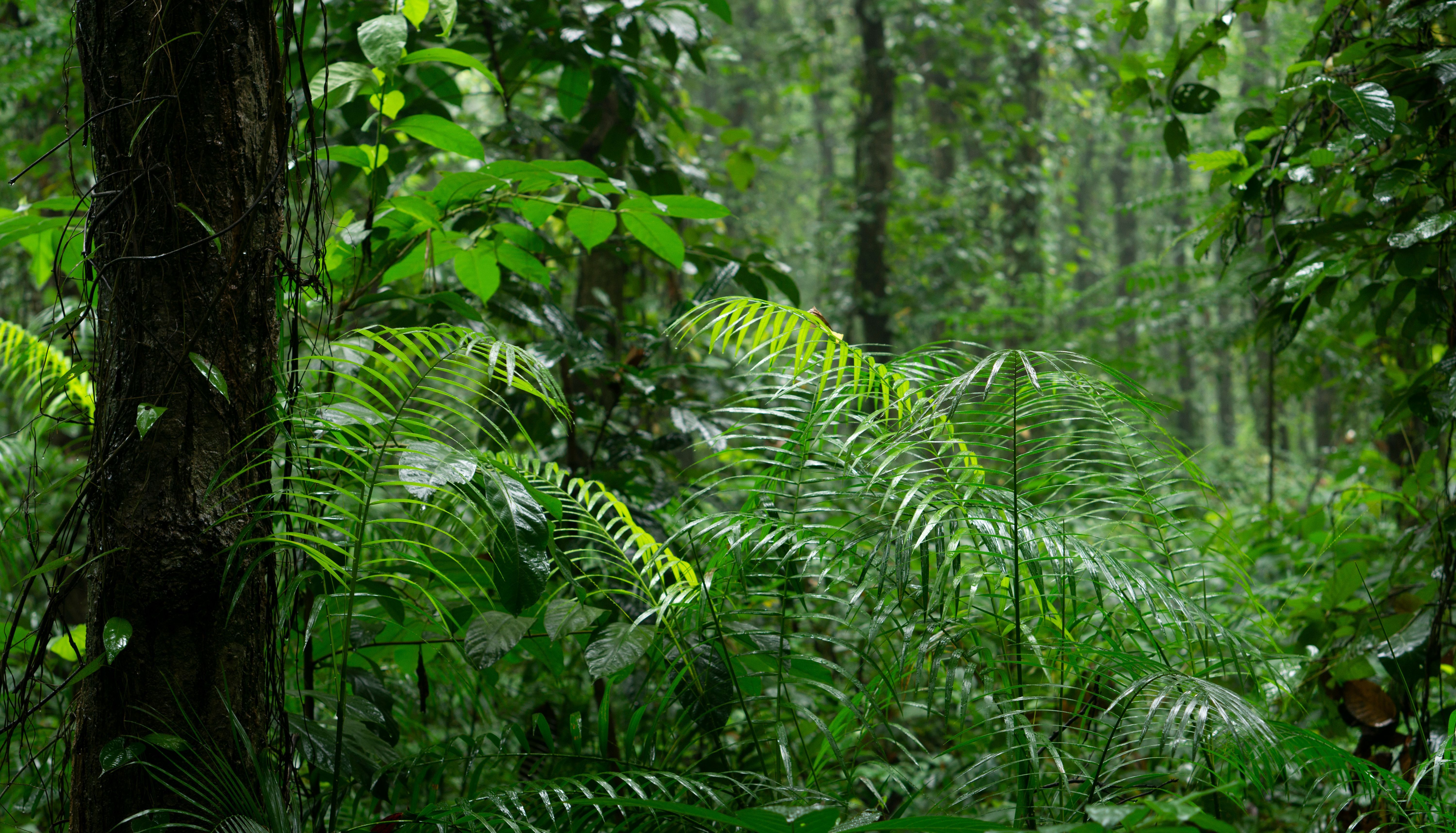 6000x3436 Rain Forest Photo, Download The BEST Free Rain Forest & HD Image