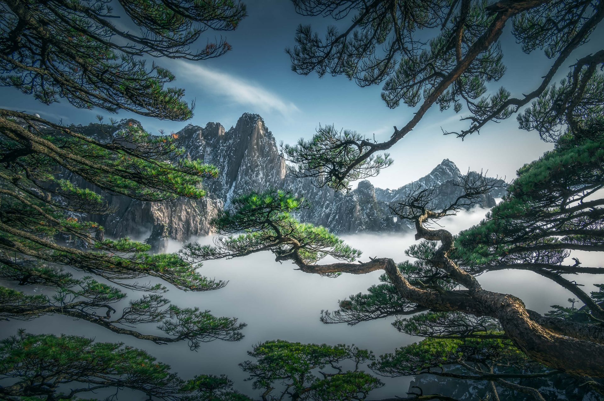 1920x1276 Strange pine tree in Yellow mountain